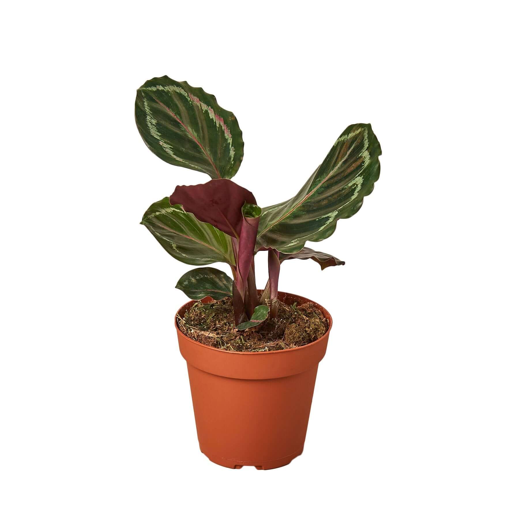 Calathea Roseopicta - Medallion | Modern house plants that clean the air