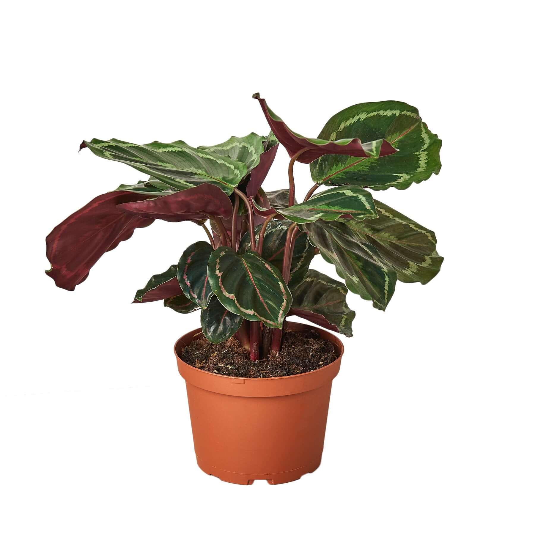 Calathea Roseopicta - Medallion | Modern house plants that clean the air