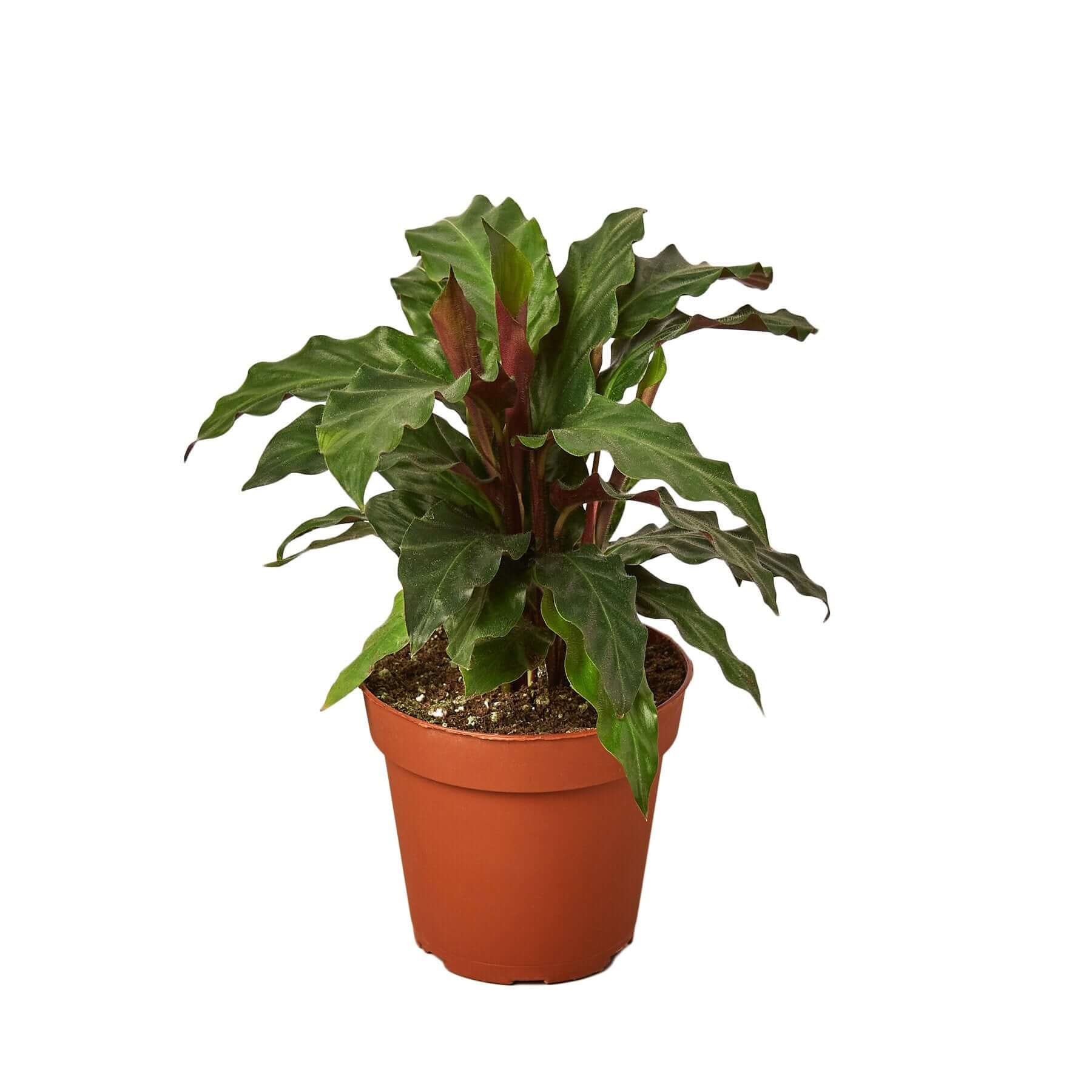 Calathea Rufibarba - Furry Feather | Modern house plants that clean the air