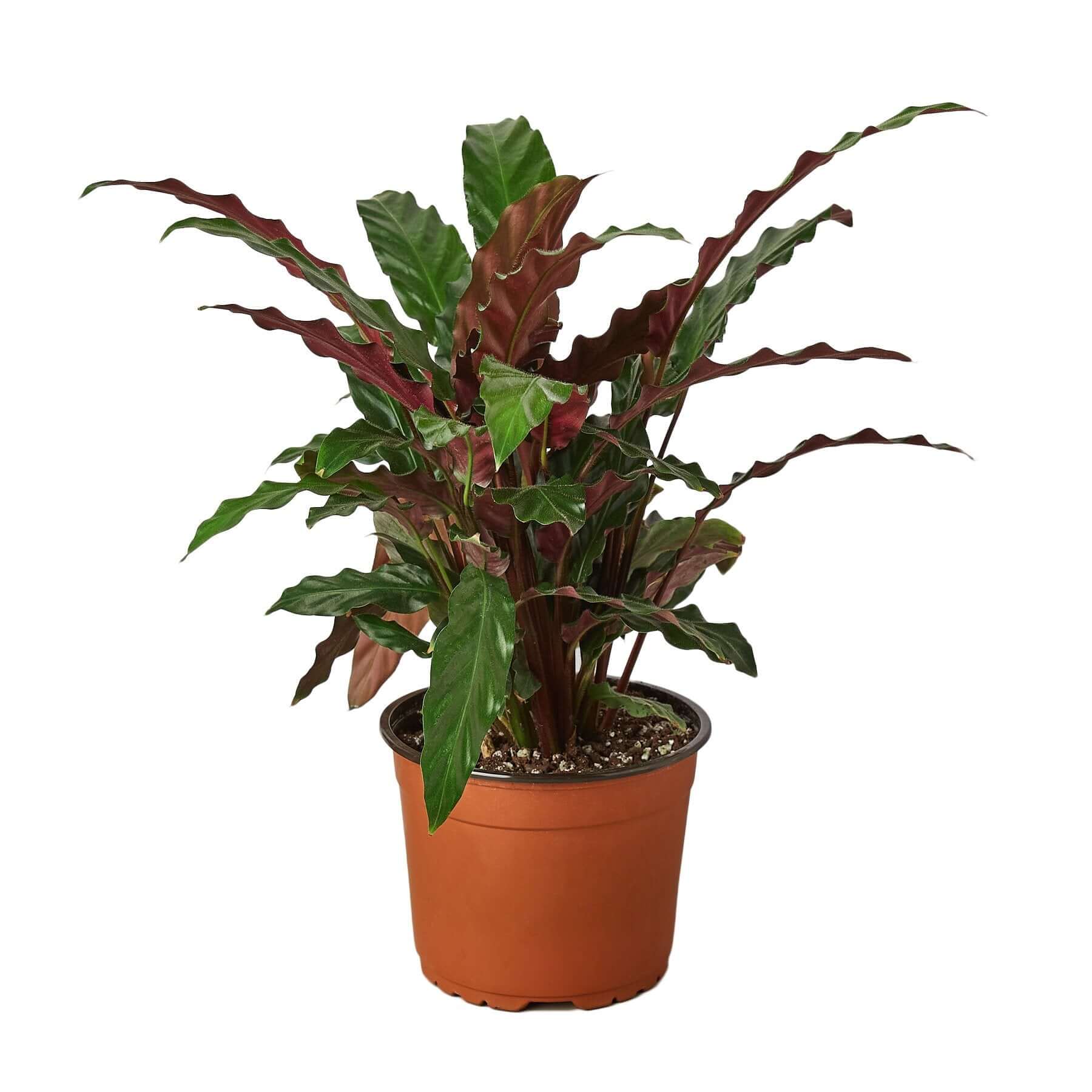 Calathea Rufibarba - Furry Feather | Modern house plants that clean the air