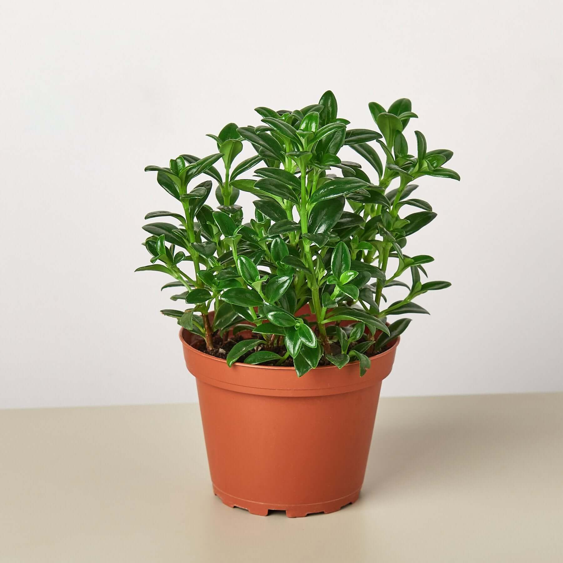 Candy Corn Plant - Brazilian Firecracker | Modern house plants that clean the air