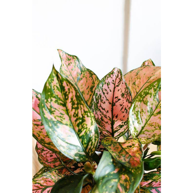 Chinese Evergreen - Lady Valentine | Modern house plants that clean the air