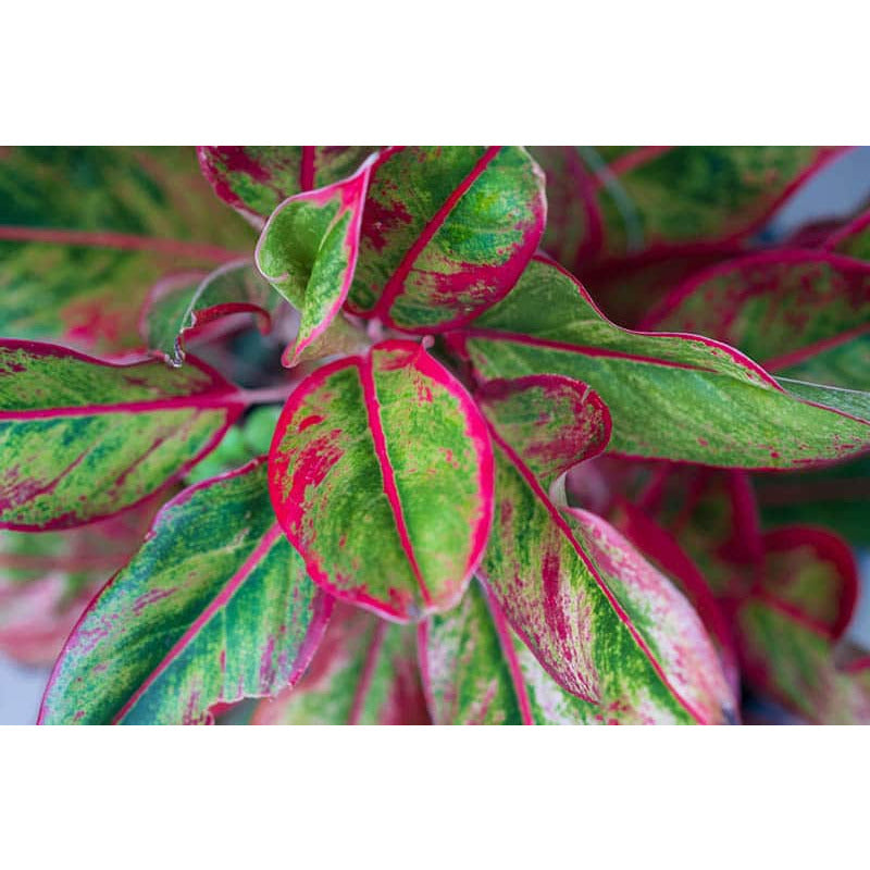Chinese Evergreen - Red Siam | Modern house plants that clean the air