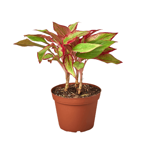 Chinese Evergreen - Red Siam | Modern house plants that clean the air