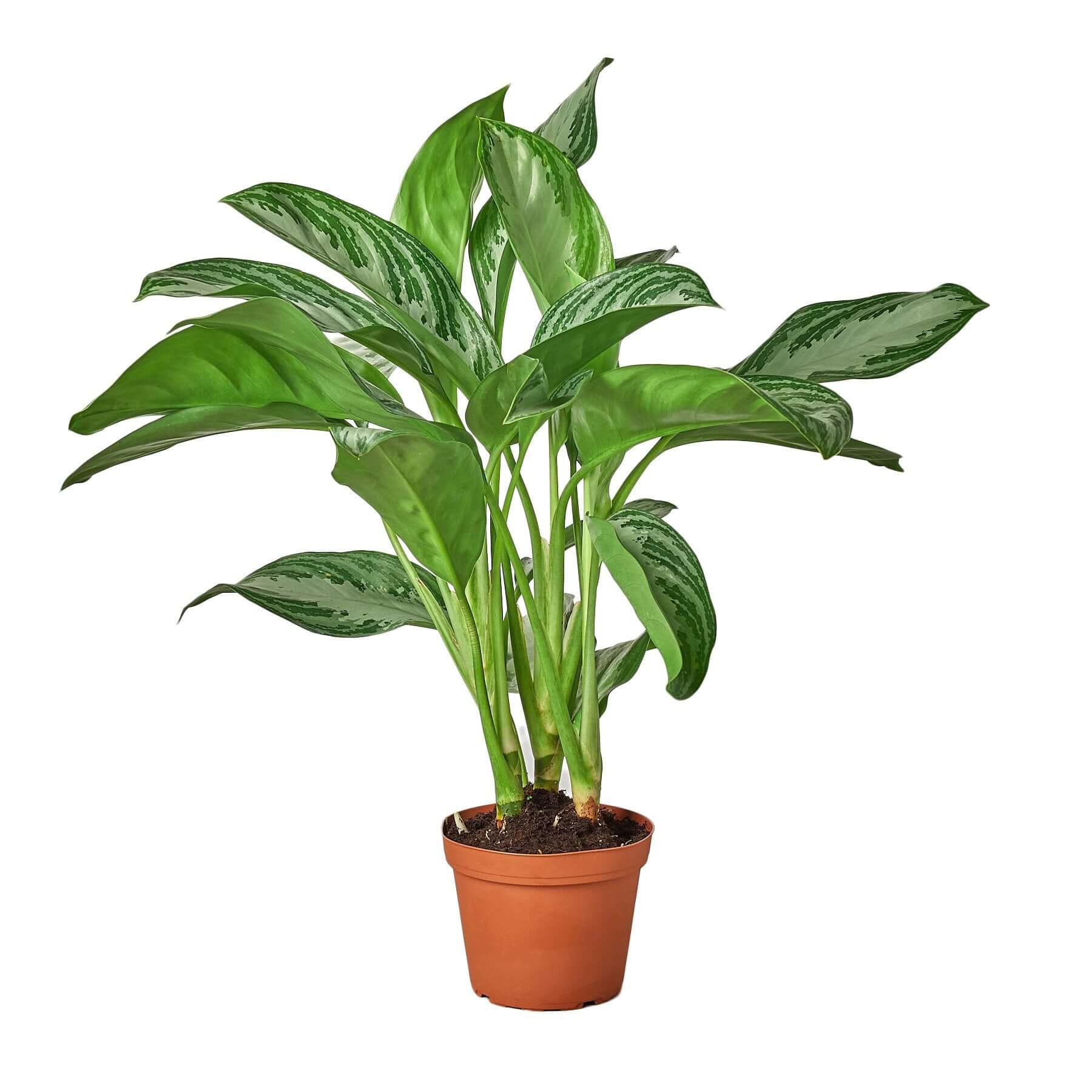 Chinese Evergreen - Silver Bay | Modern house plants that clean the air