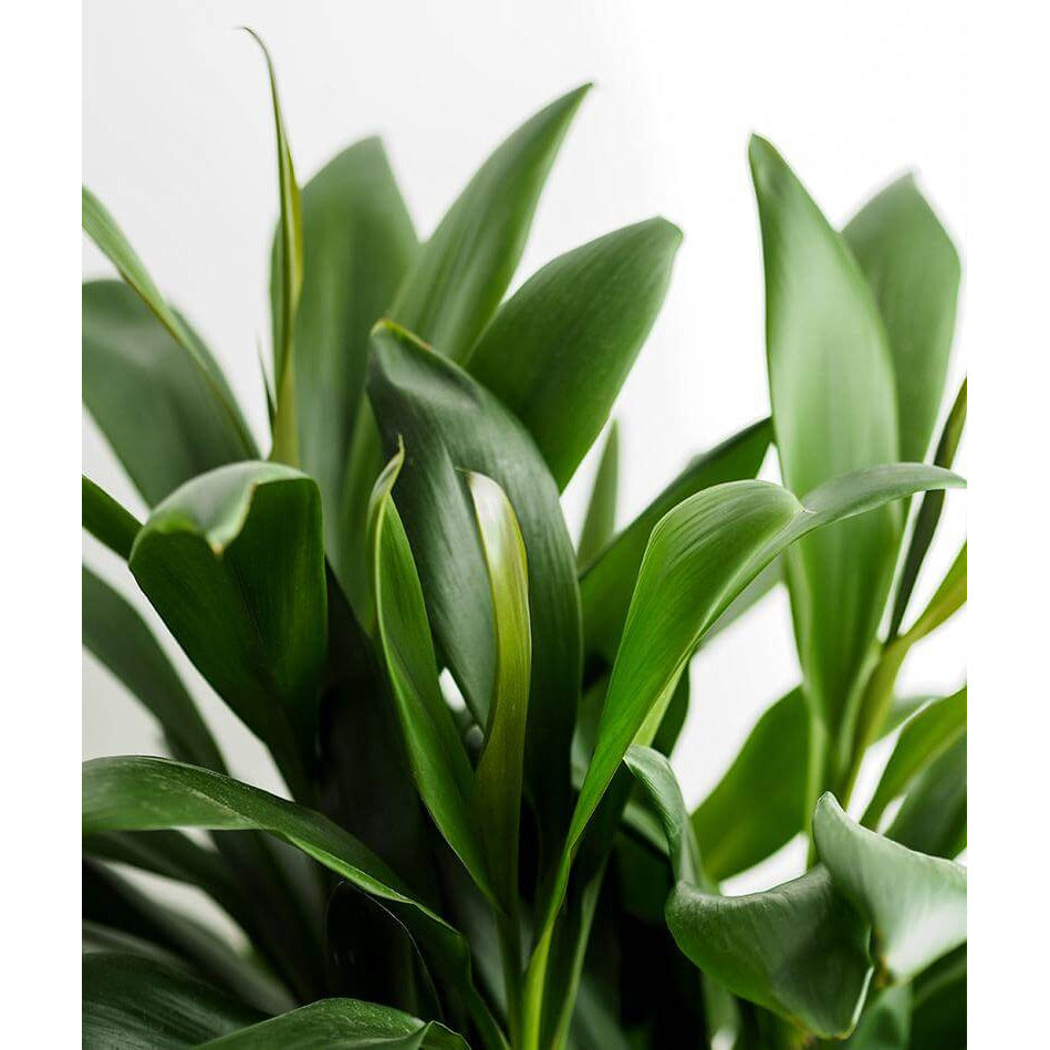 Cordyline Glauca | Modern house plants that clean the air