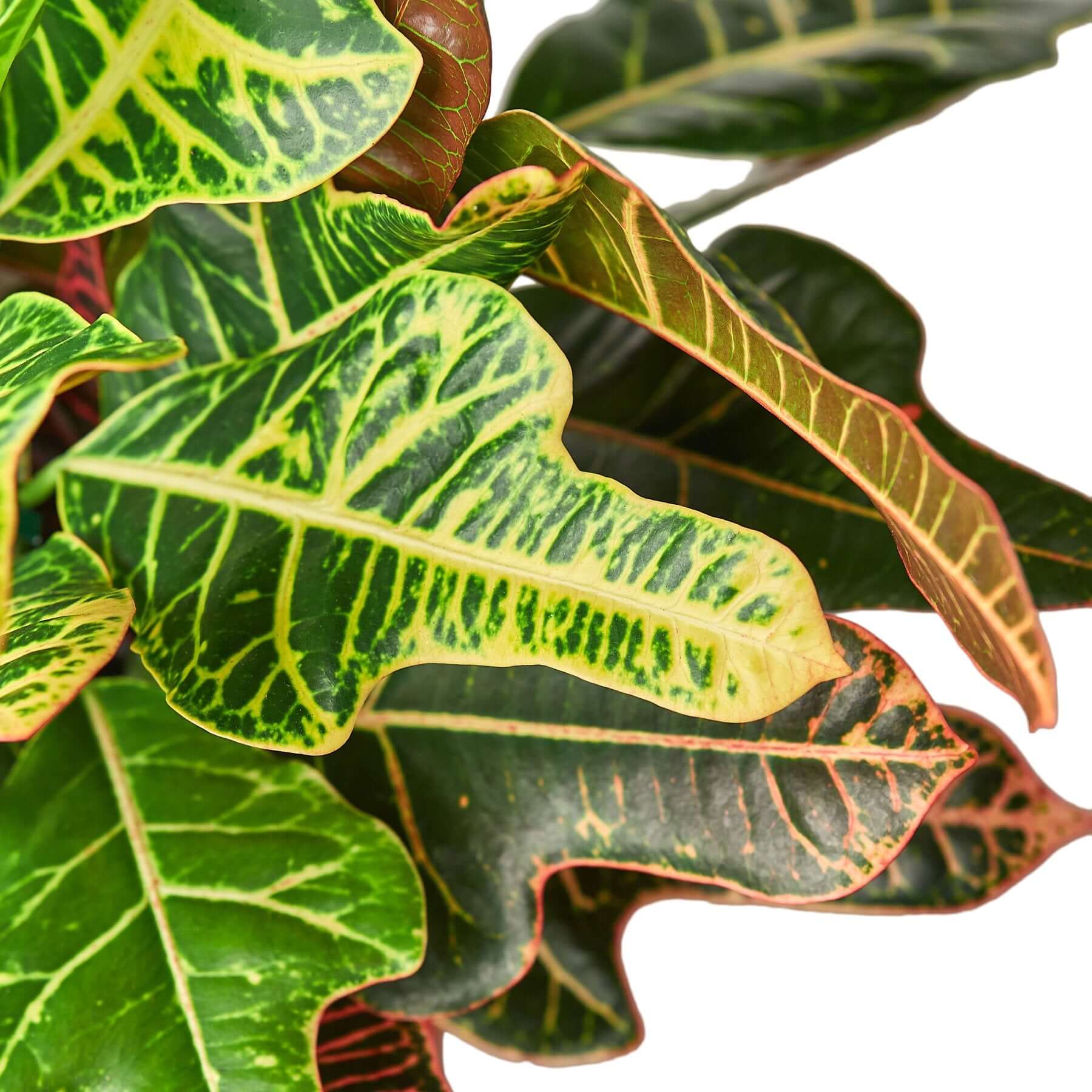 Croton - Oak Leaf | Modern house plants that clean the air