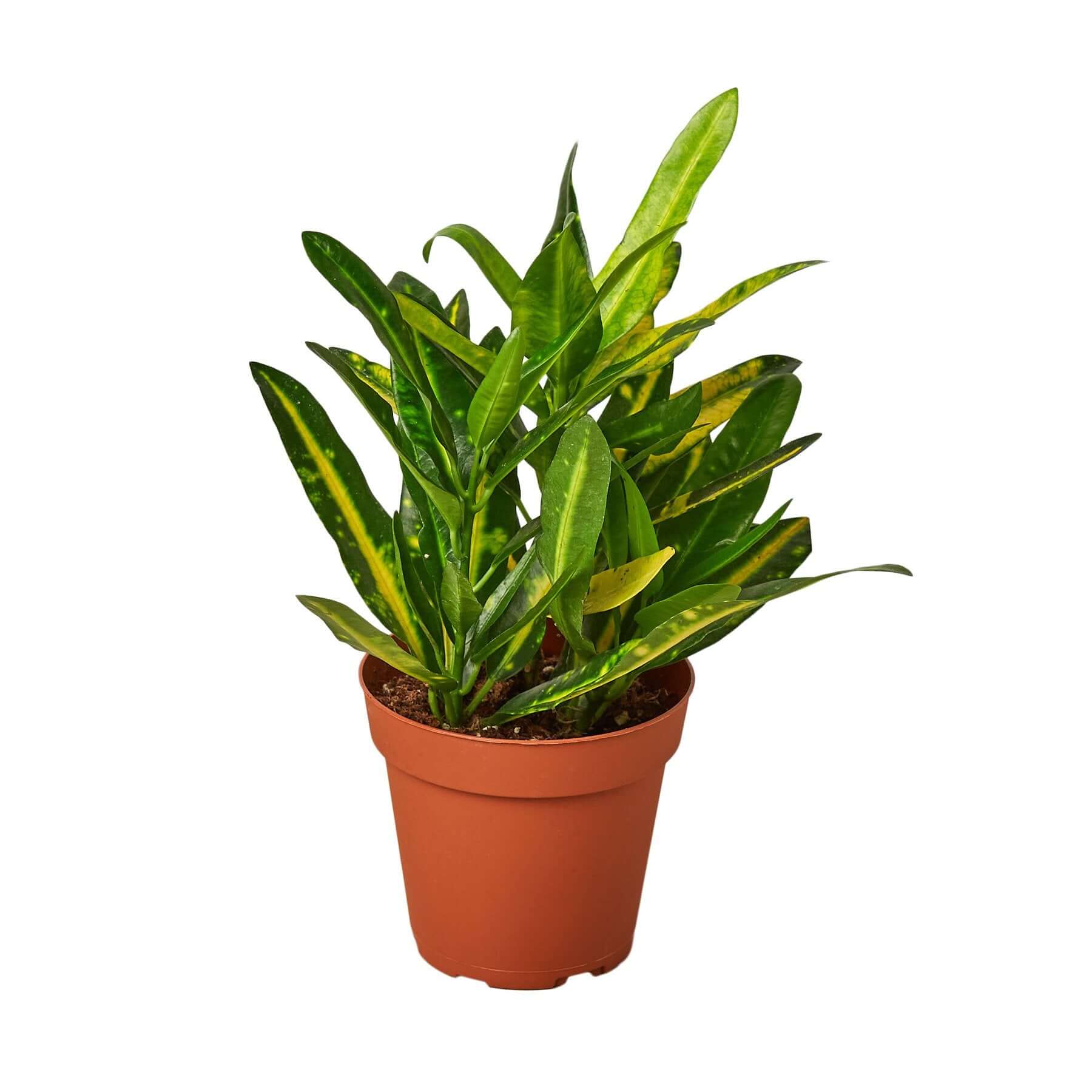 Croton - Sunny Star | Modern house plants that clean the air