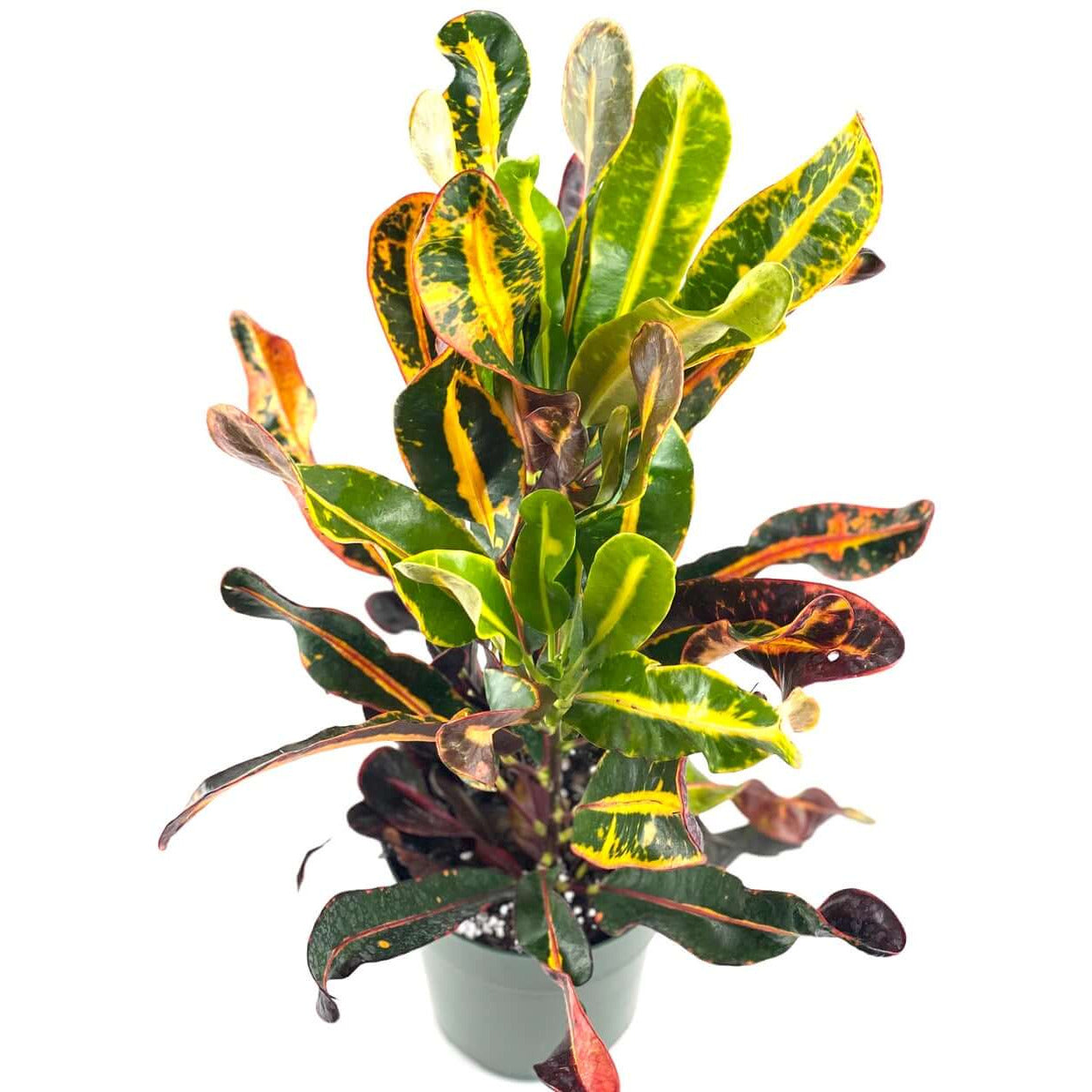 Croton - Mammy | Modern house plants that clean the air