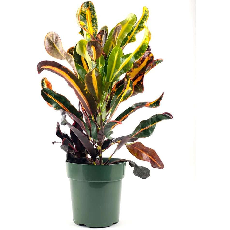 Croton - Mammy | Modern house plants that clean the air