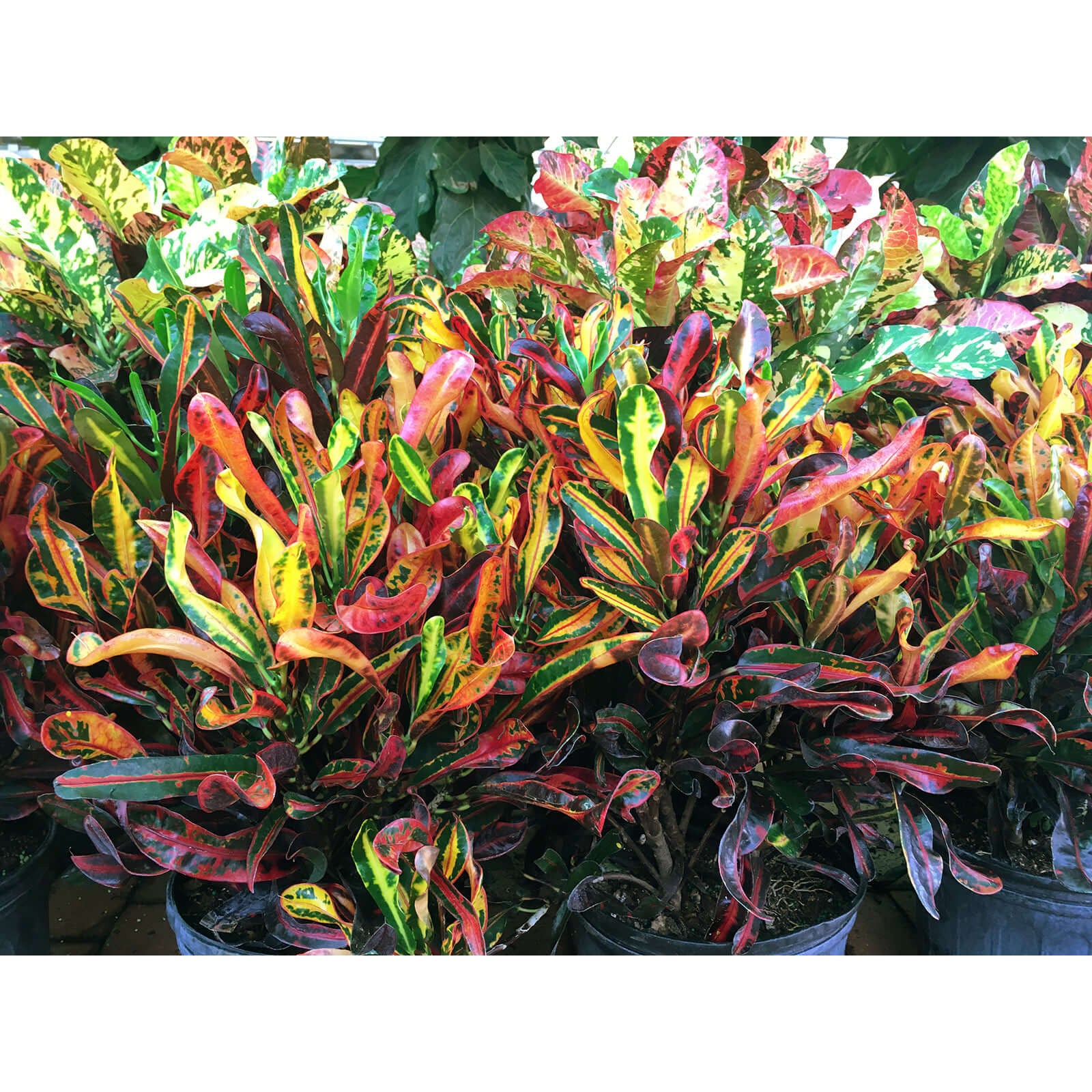 Croton - Mammy | Modern house plants that clean the air