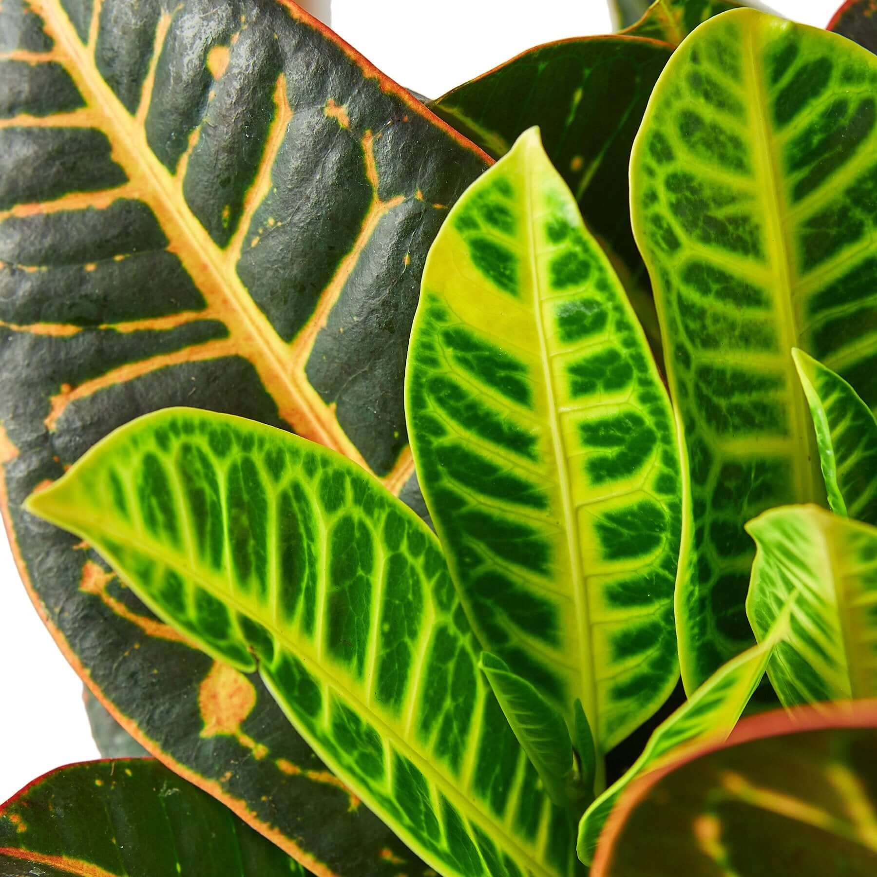 Croton Petra - Joseph's Coat | Modern house plants that clean the air