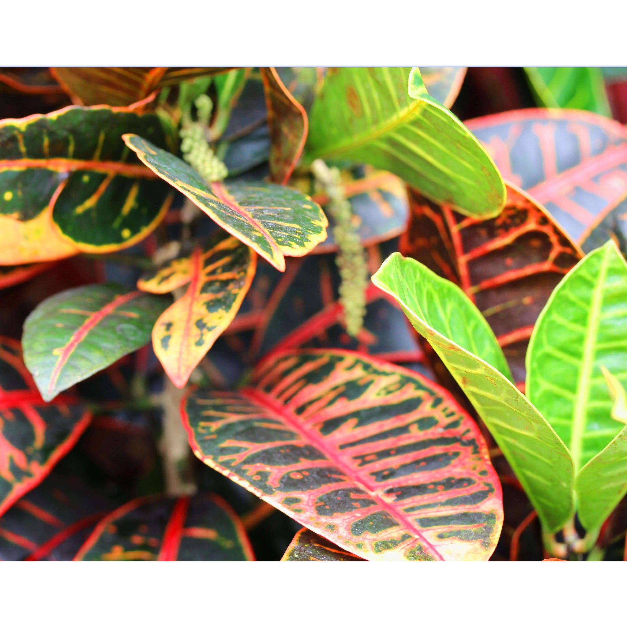 Croton Petra - Joseph's Coat | Modern house plants that clean the air