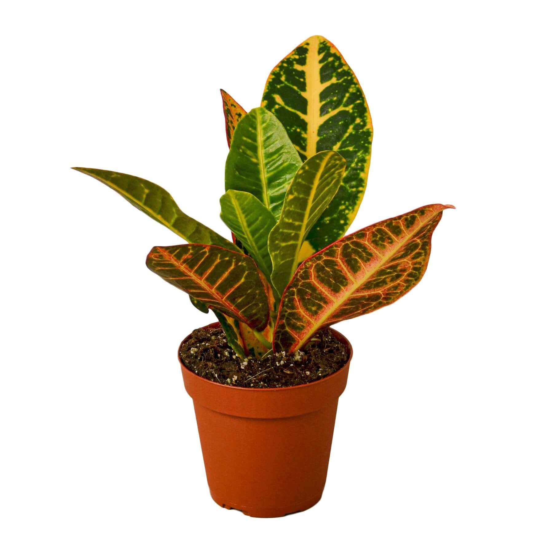 Croton Petra - Joseph's Coat | Modern house plants that clean the air