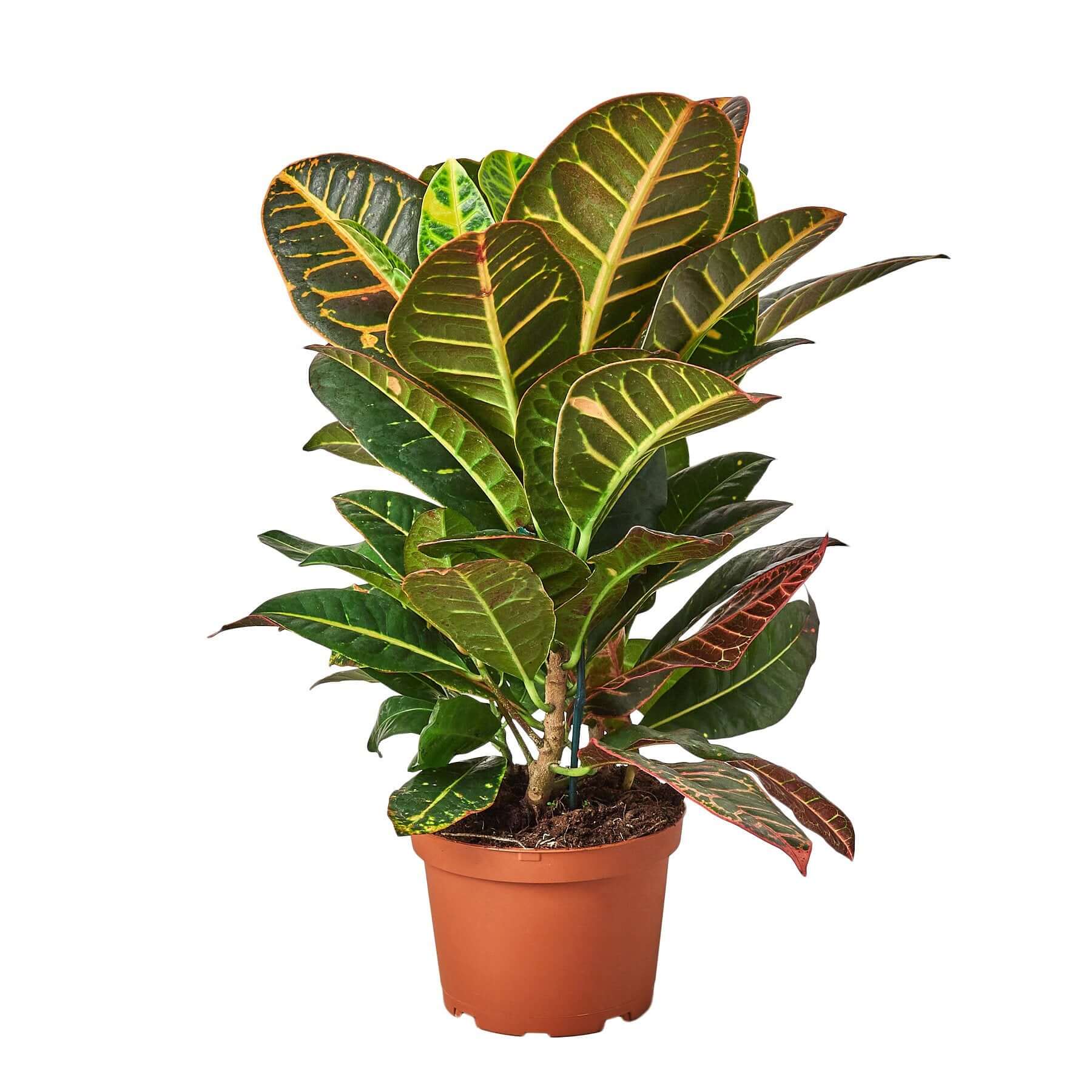 Croton Petra - Joseph's Coat | Modern house plants that clean the air