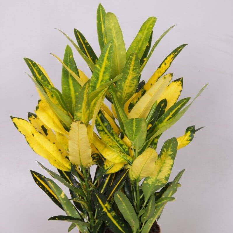 Croton - Sunny Star | Modern house plants that clean the air