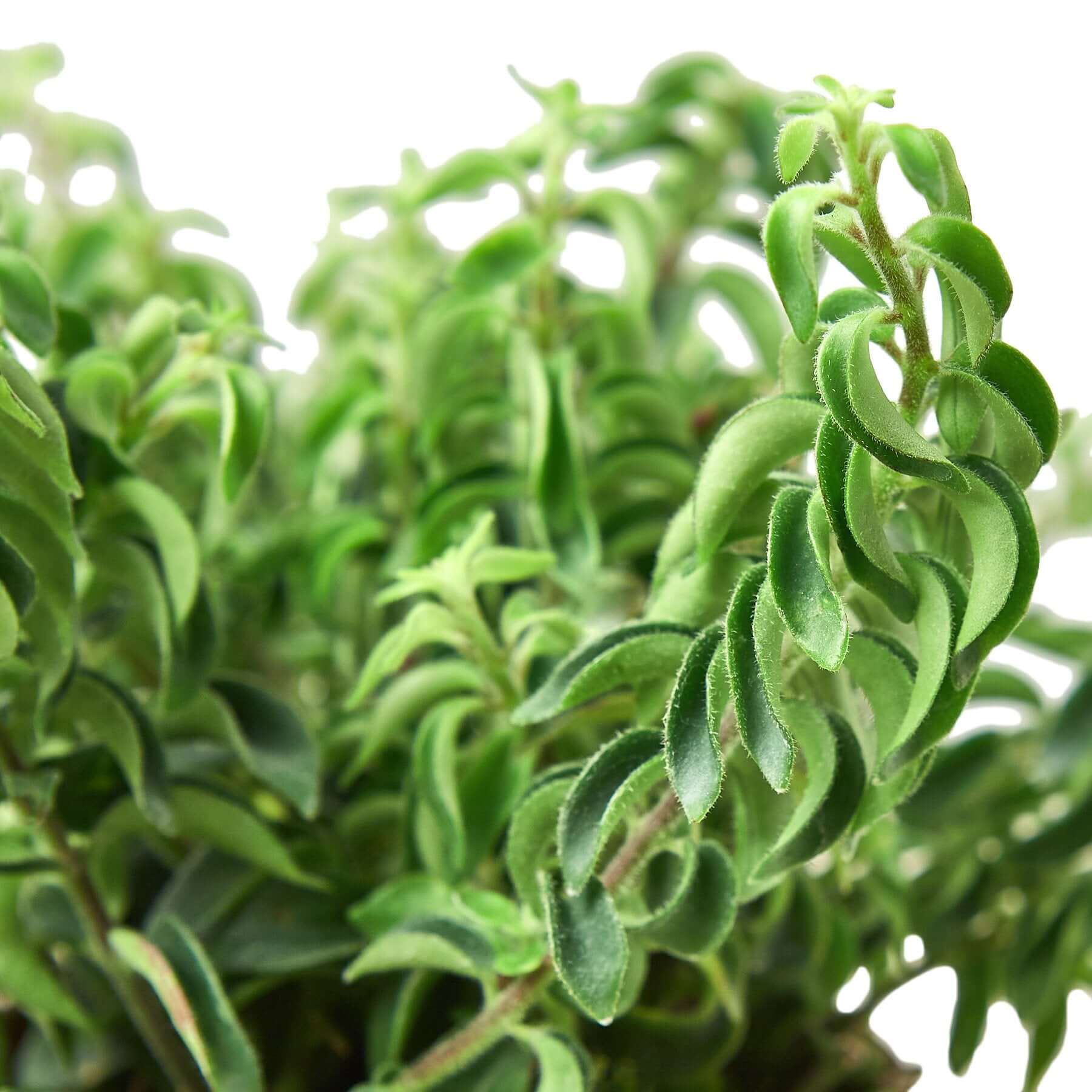 Curly Lipstick Plant | Modern house plants that clean the air