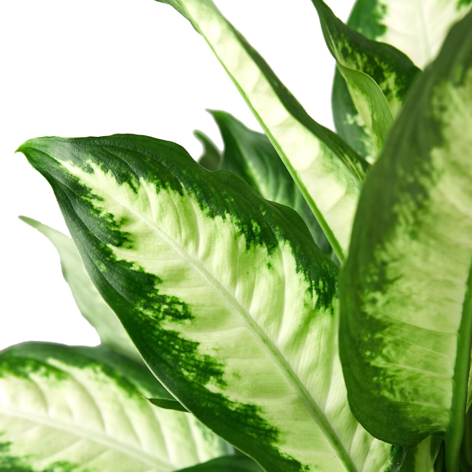 Dieffenbachia Camille - Dumb Cane | Modern house plants that clean the air