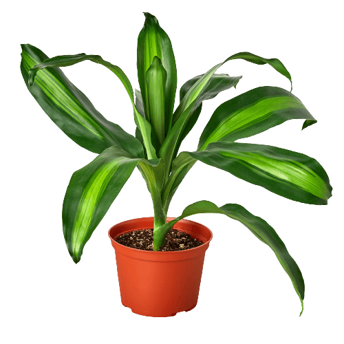 Dracaena Massangeana | Modern house plants that clean the air