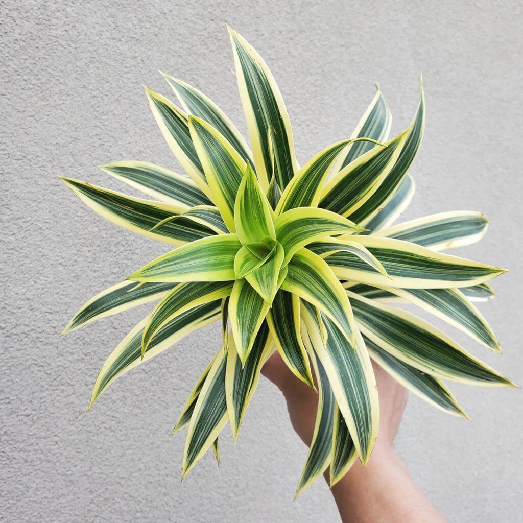 Dracaena - Song of India | Modern house plants that clean the air