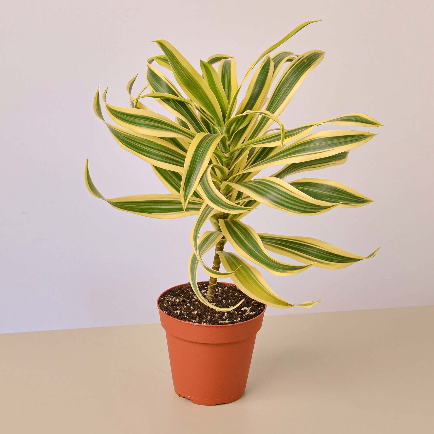 Dracaena - Song of India | Modern house plants that clean the air