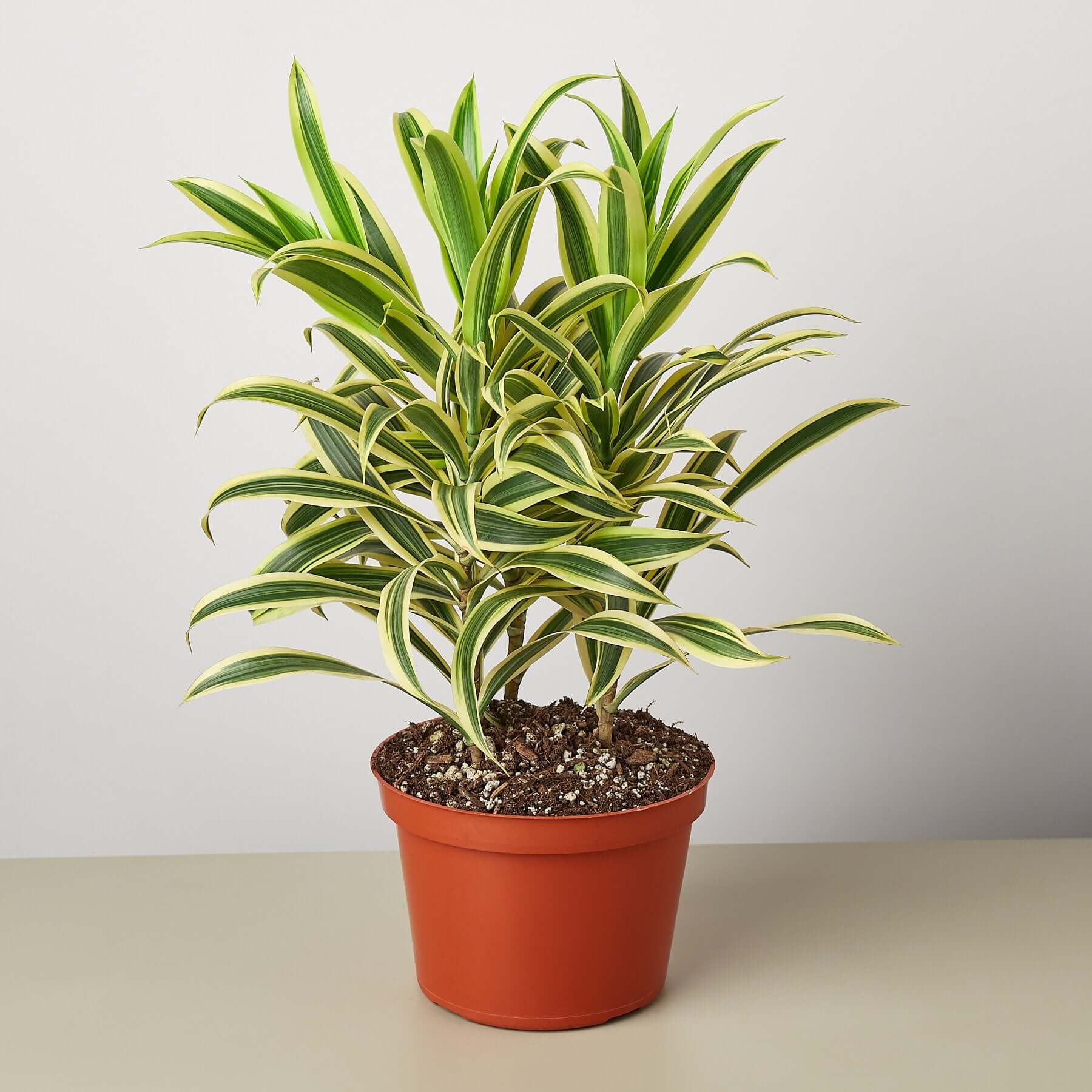 Dracaena - Song of India | Modern house plants that clean the air