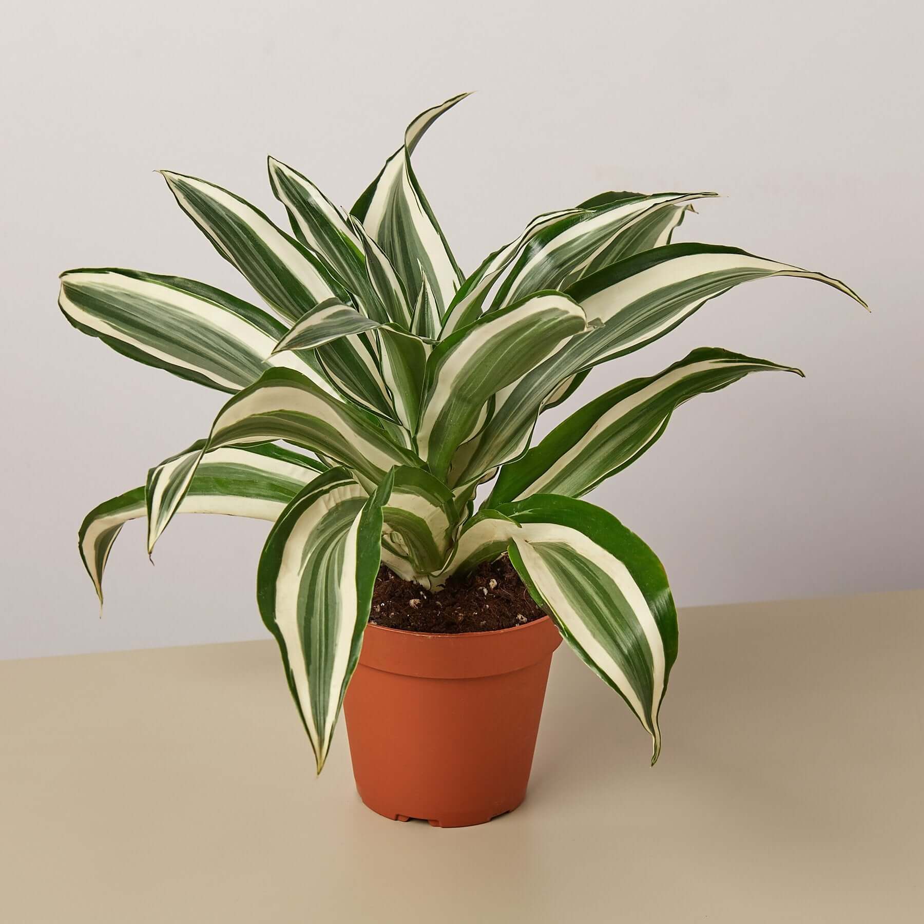 Dracaena Warneckii - White Jewel | Modern house plants that clean the air