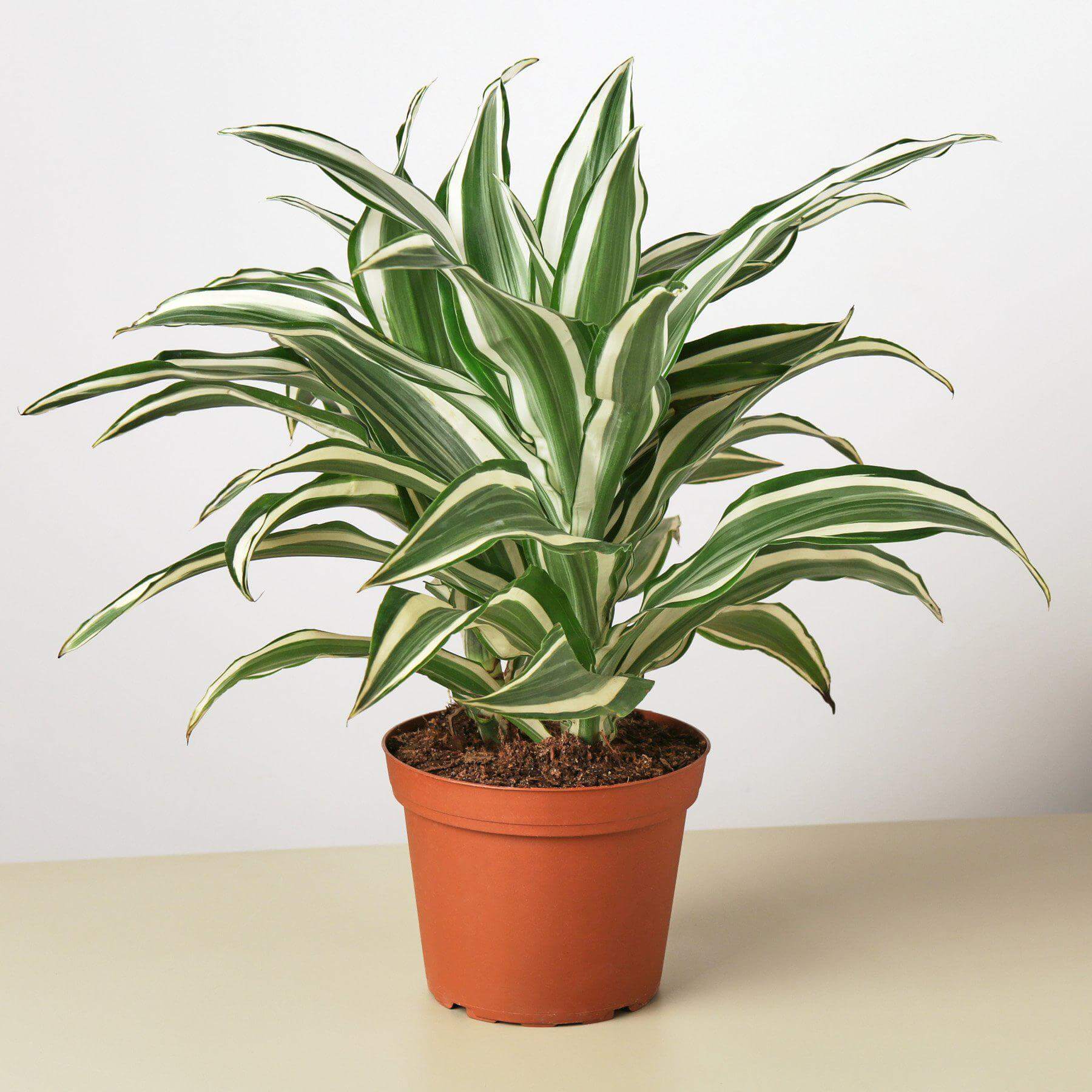 Dracaena Warneckii - White Jewel | Modern house plants that clean the air