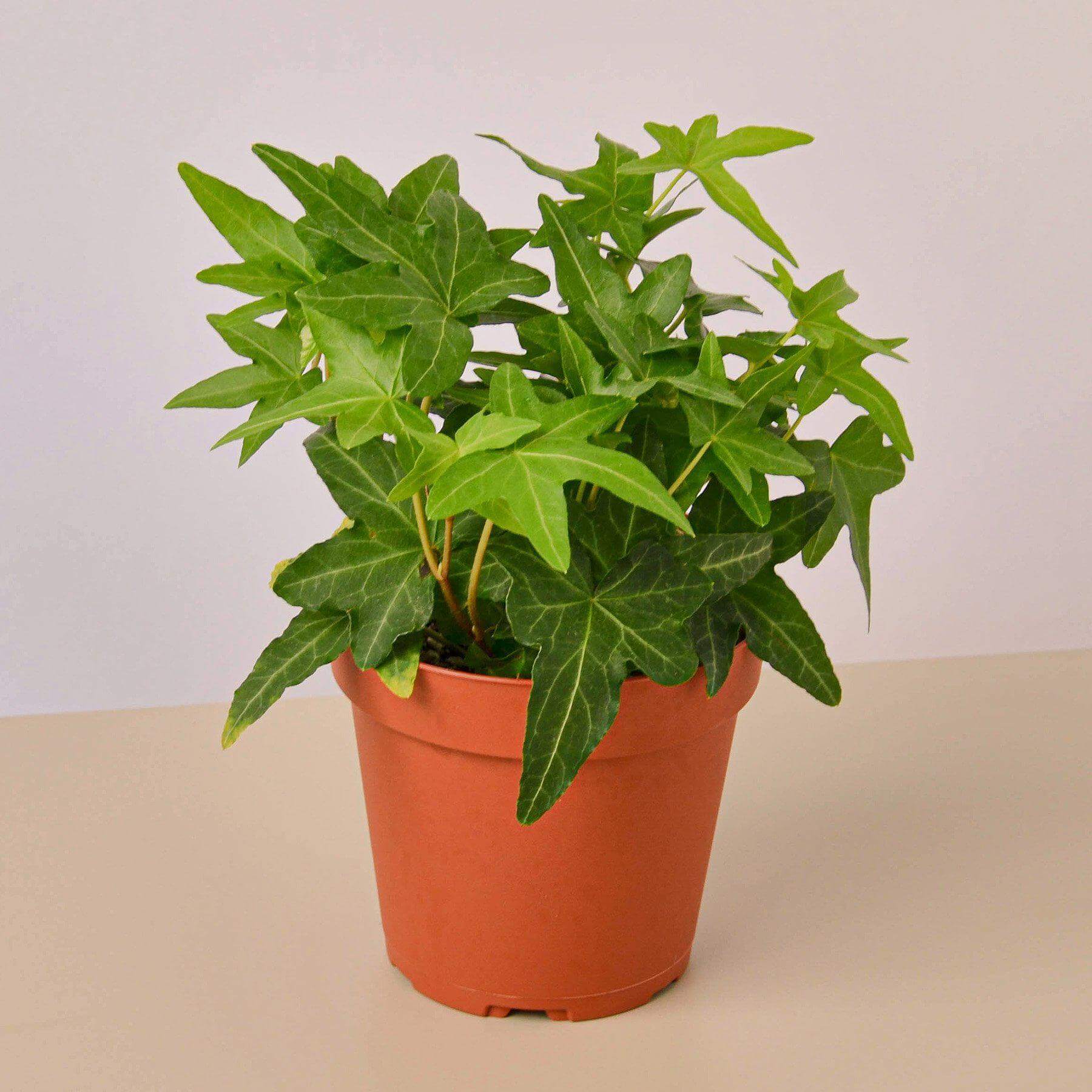English Ivy - Green California | Modern house plants that clean the air
