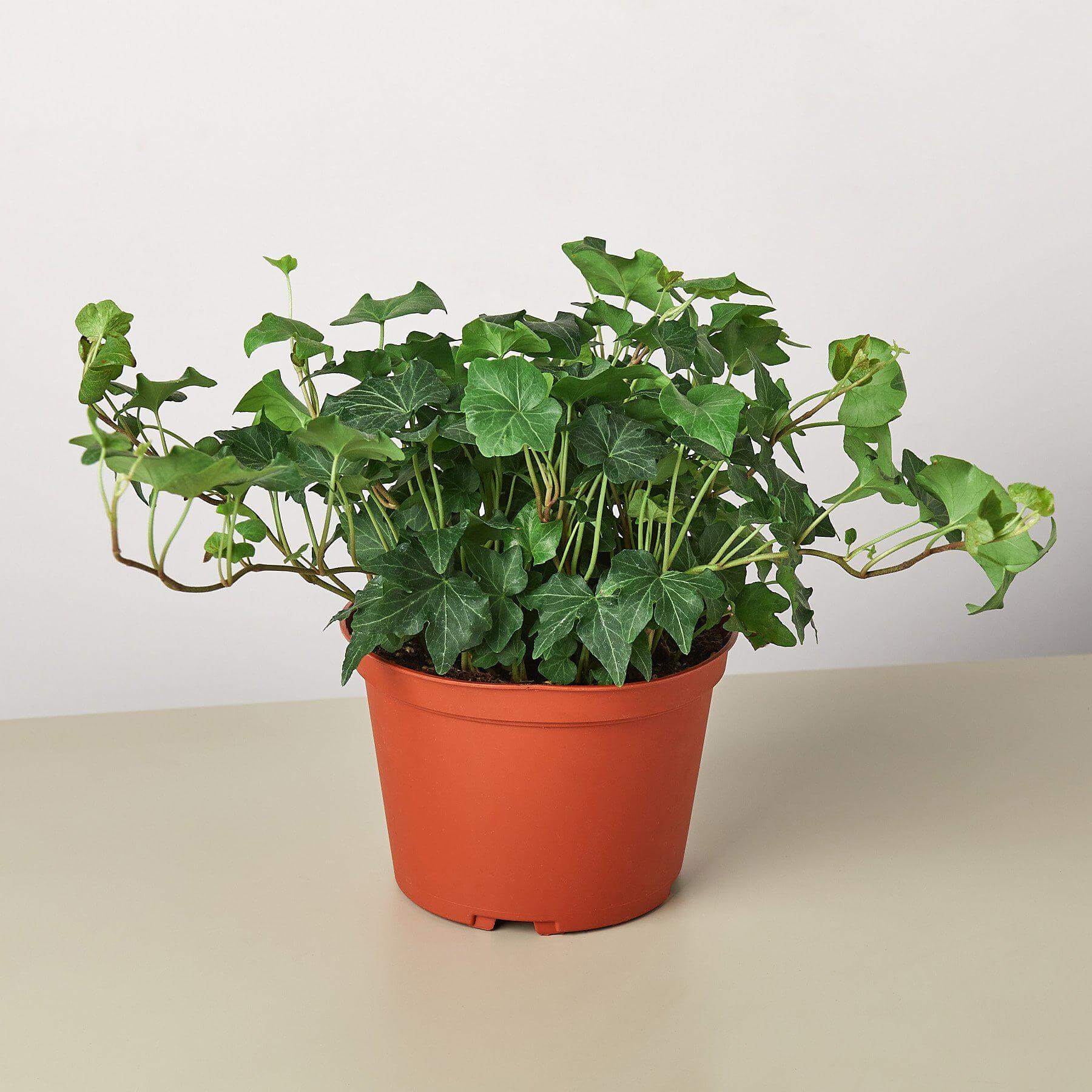 English Ivy - Green California | Modern house plants that clean the air