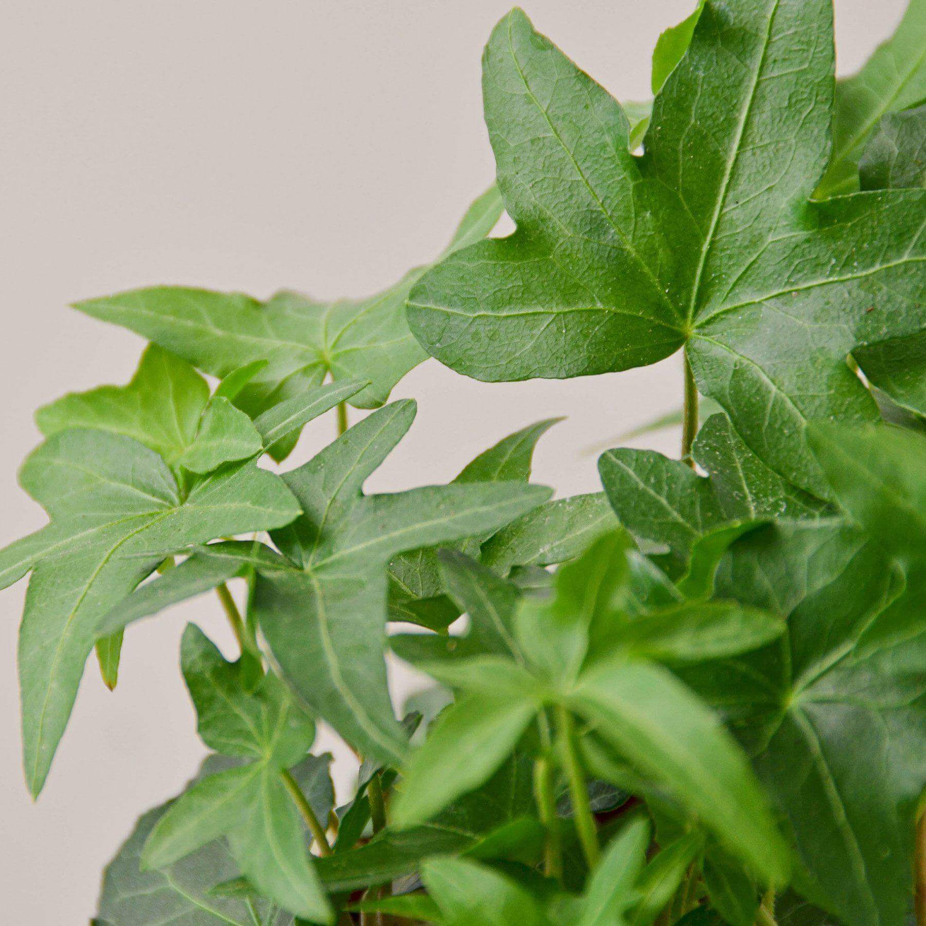 English Ivy - Green California | Modern house plants that clean the air