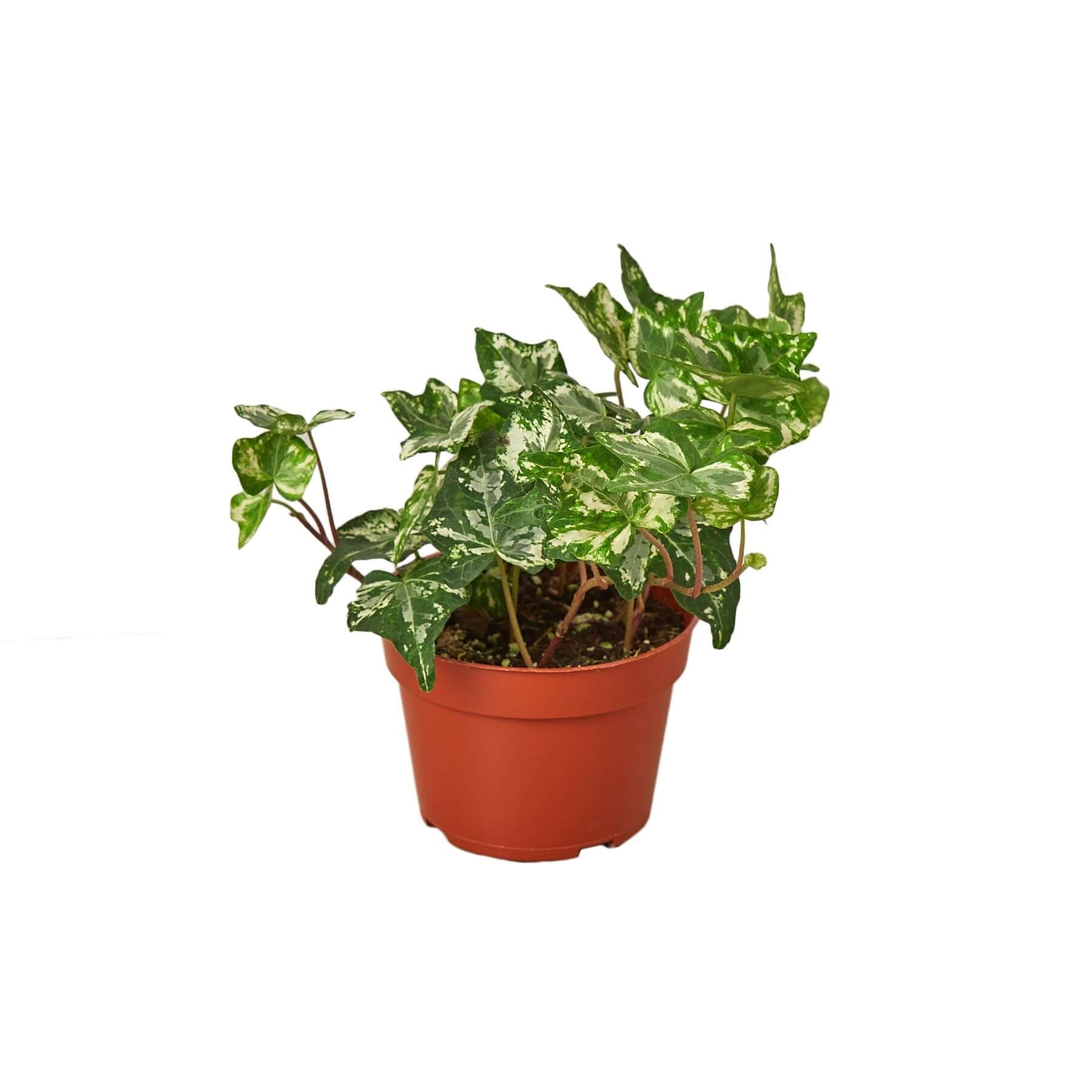 English Ivy - Kolibre | Modern house plants that clean the air