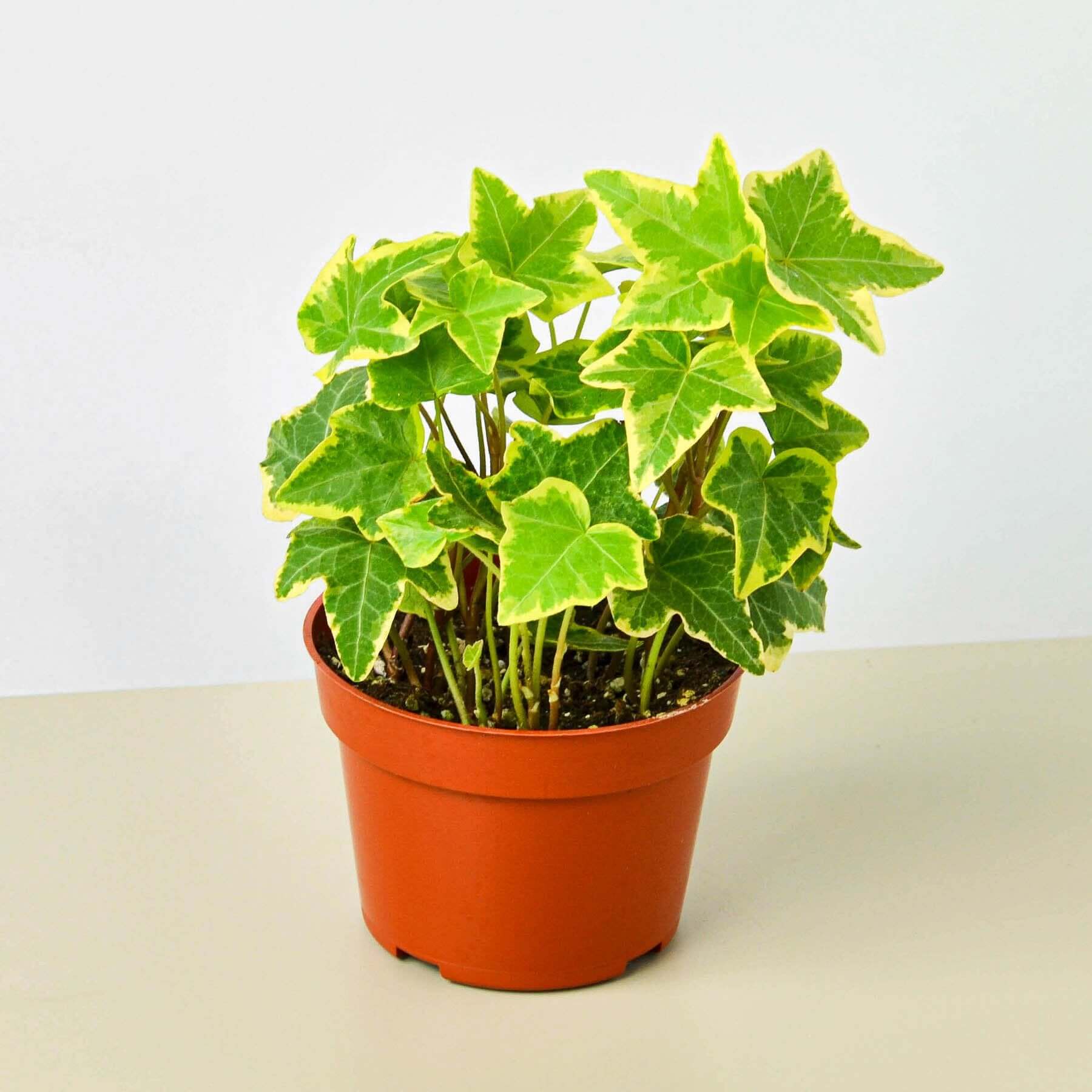 English Ivy - Gold Child | Modern house plants that clean the air