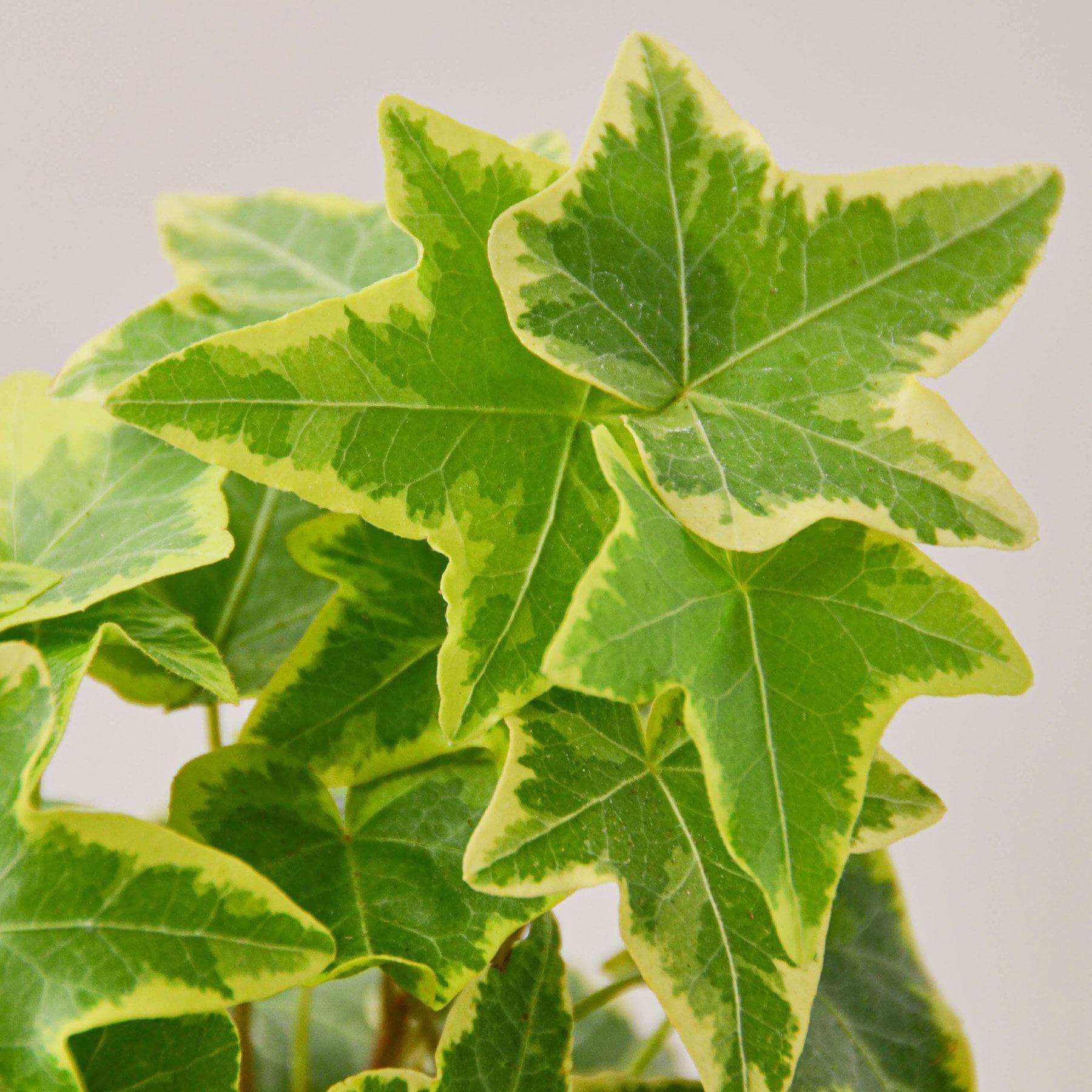 English Ivy - Gold Child | Modern house plants that clean the air