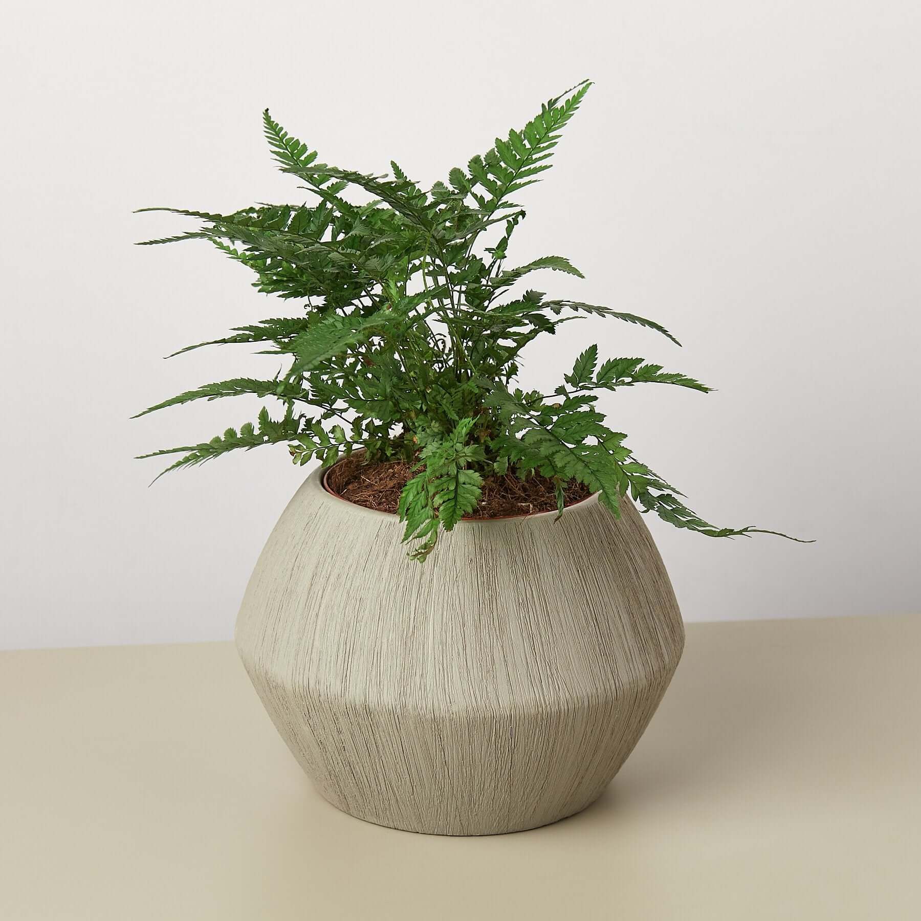 Modern Ceramic Planter | Modern house plants that clean the air