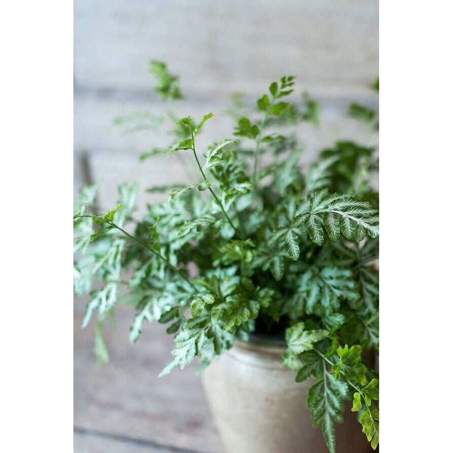 Silver Lace Fern | Modern house plants that clean the air