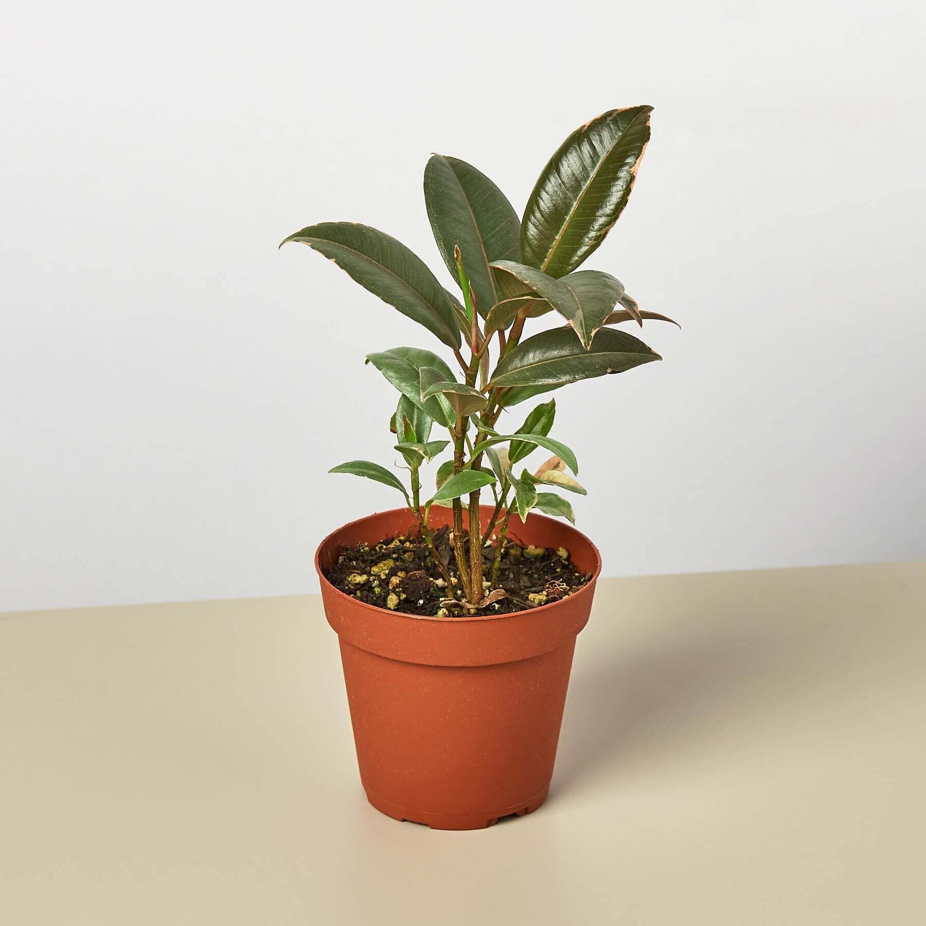 Ficus Elastica - Tineke | Modern house plants that clean the air