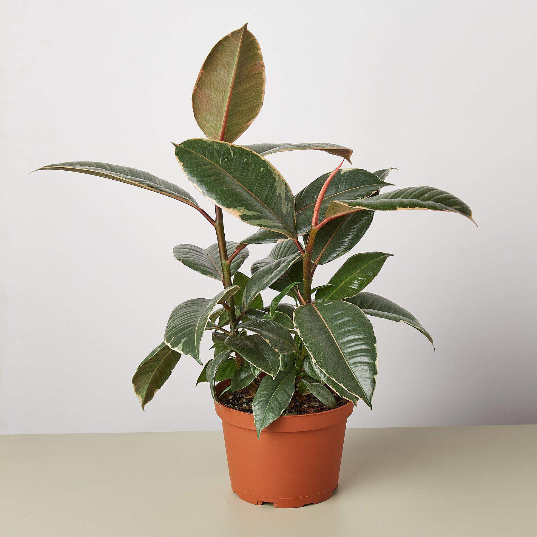 Ficus Elastica - Tineke | Modern house plants that clean the air