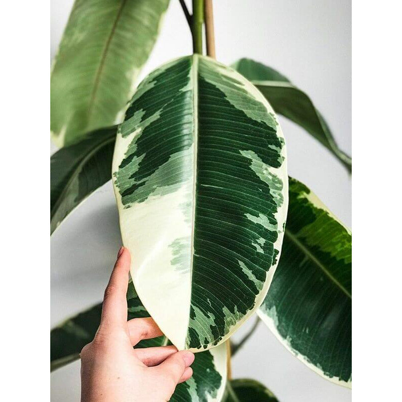 Ficus Elastica - Tineke | Modern house plants that clean the air