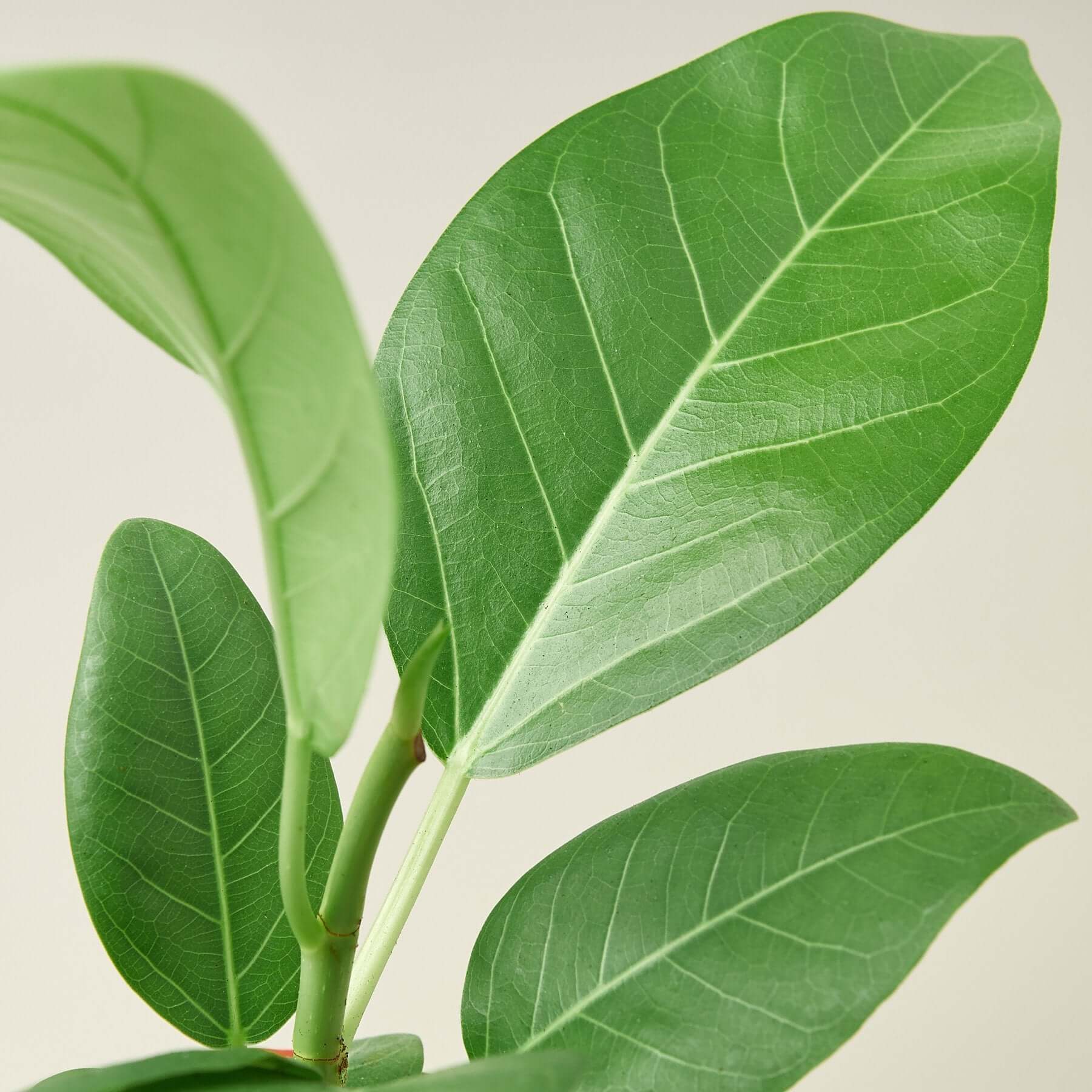 Ficus Elastica Audrey | Modern house plants that clean the air