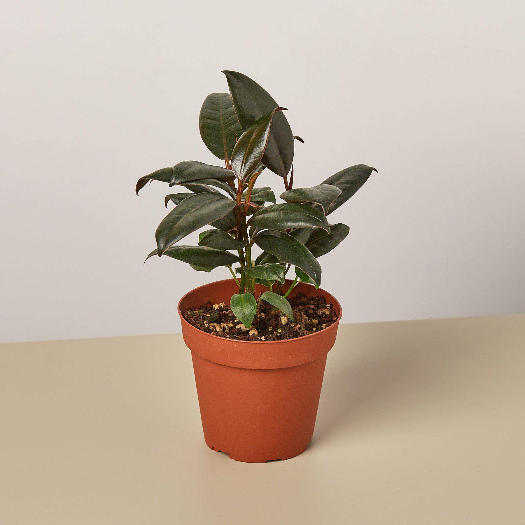 Ficus Elastica Burgundy | Modern house plants that clean the air