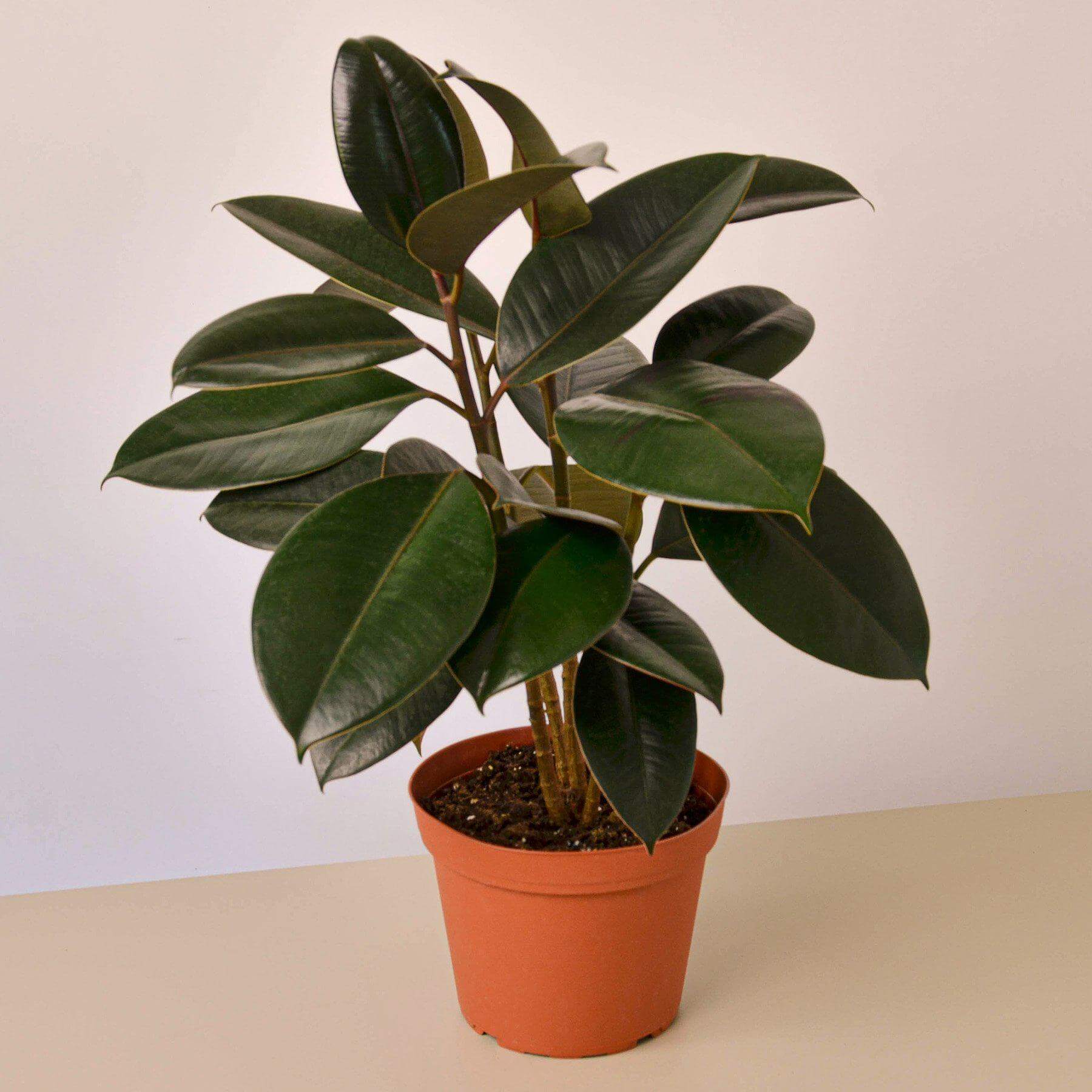 Ficus Elastica Burgundy | Modern house plants that clean the air