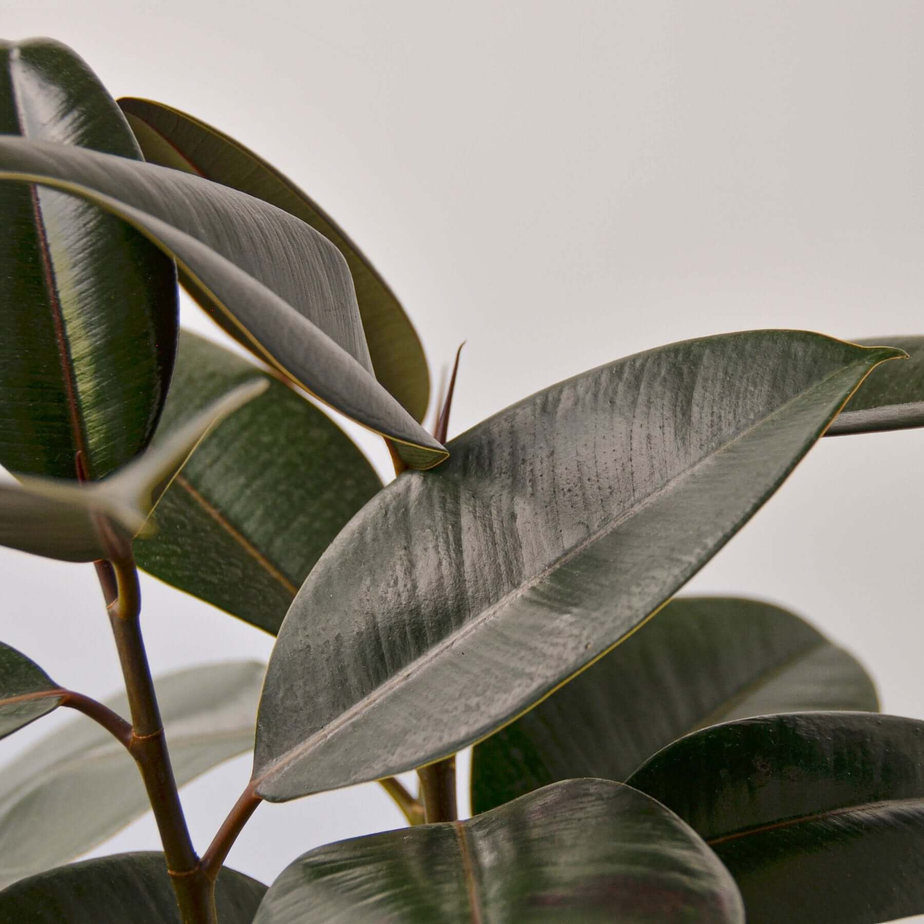 Ficus Elastica Burgundy | Modern house plants that clean the air