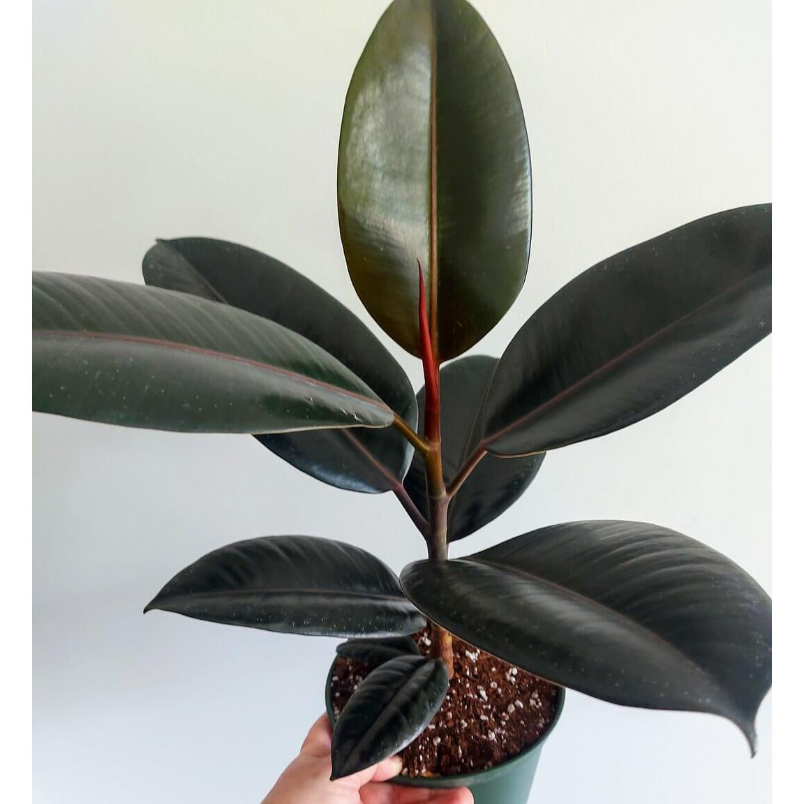 Ficus Elastica Burgundy | Modern house plants that clean the air