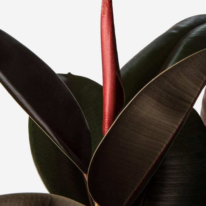 Ficus Elastica Burgundy | Modern house plants that clean the air