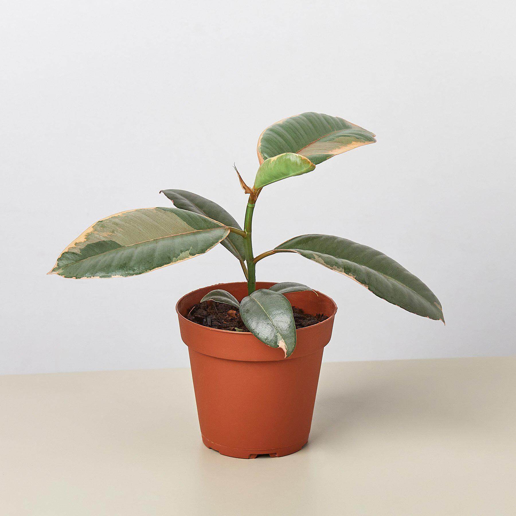 Ficus Elastica Ruby Pink | Modern house plants that clean the air