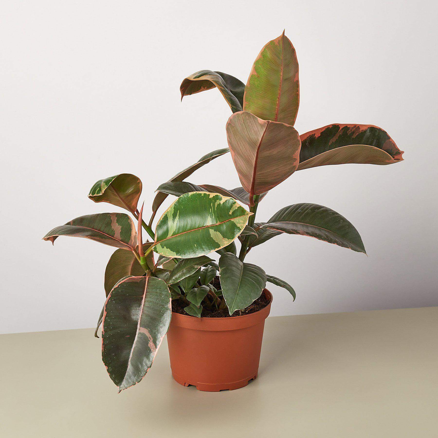 Ficus Elastica Ruby Pink | Modern house plants that clean the air