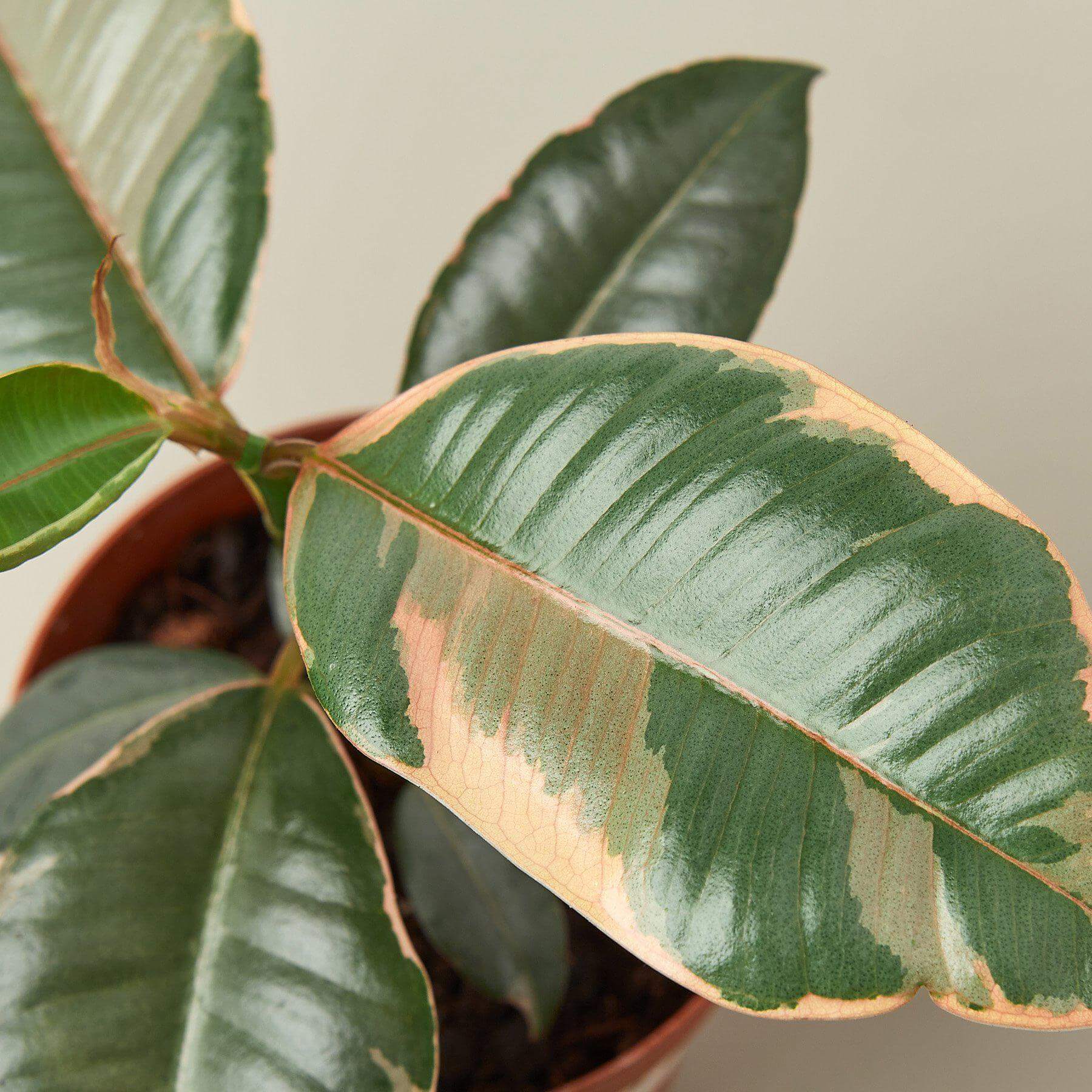 Ficus Elastica Ruby Pink | Modern house plants that clean the air