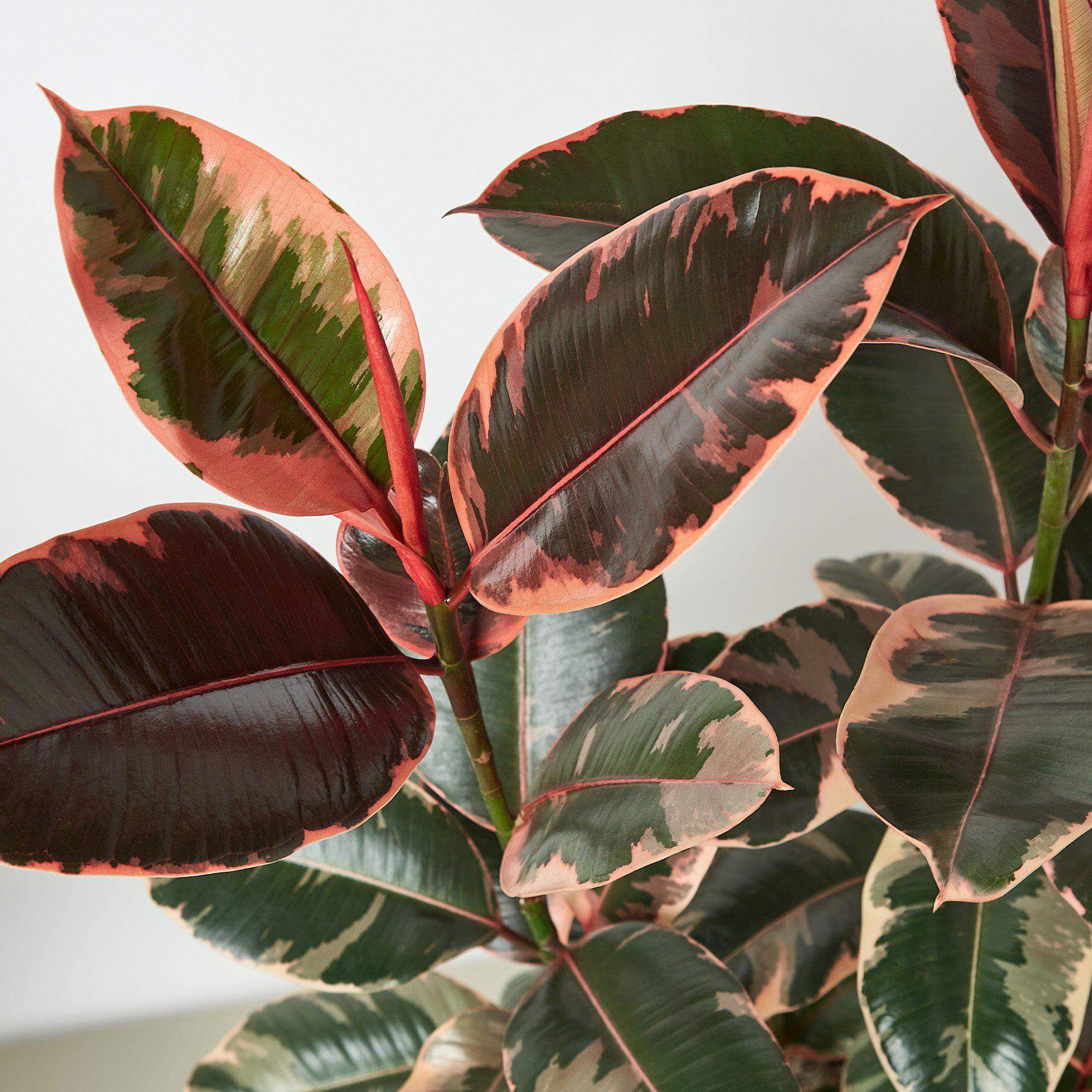 Ficus Elastica Ruby Pink | Modern house plants that clean the air
