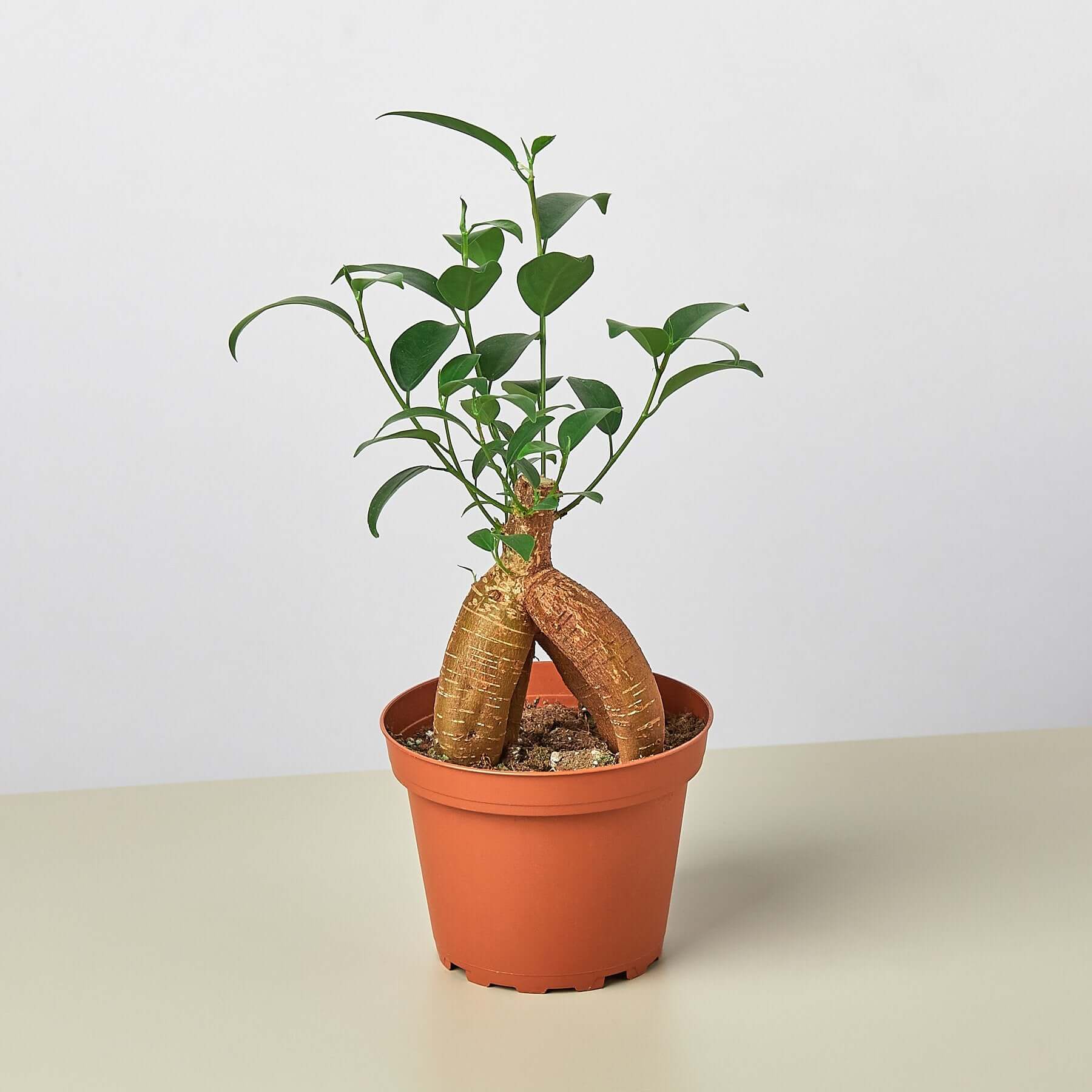 Ficus Ginseng | Modern house plants that clean the air